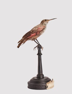 Stuffed bird: (Tichodroma muraria), for natural history cabinet, Italy 1880.
