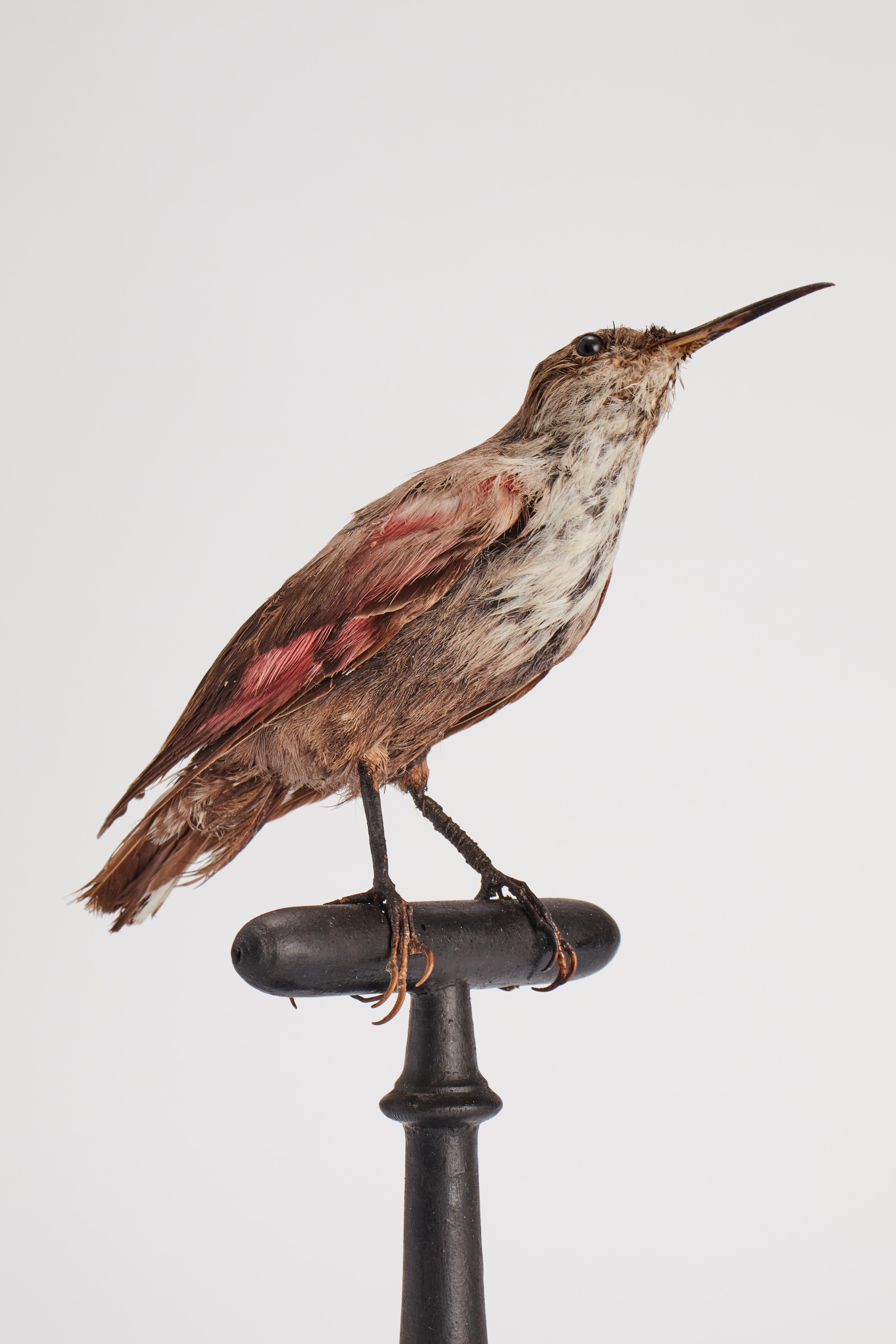 Stuffed bird: (Tichodroma muraria), for natural history cabinet, Italy 1880. In Good Condition For Sale In Milan, IT