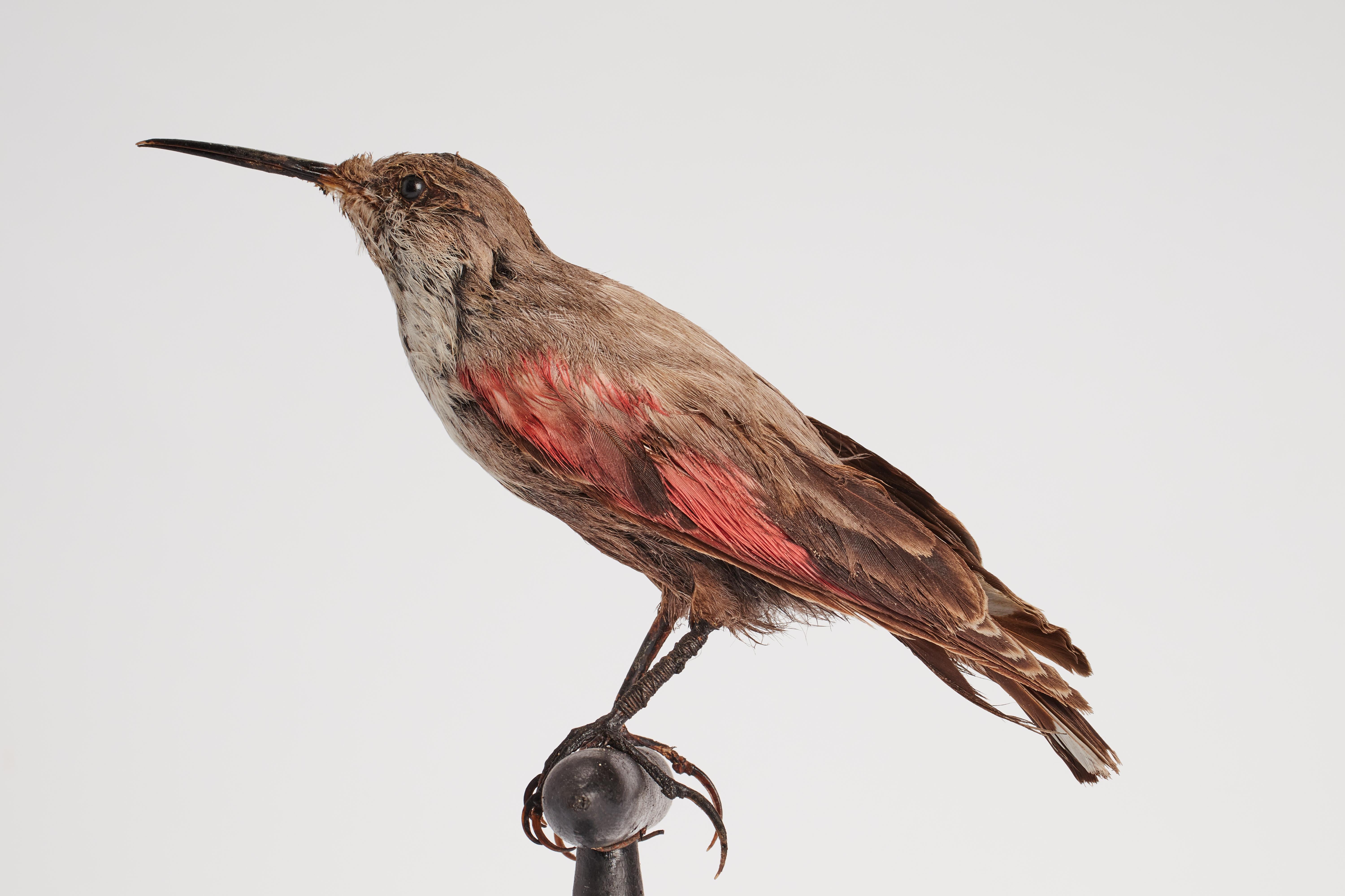 19th Century Stuffed bird: (Tichodroma muraria), for natural history cabinet, Italy 1880. For Sale