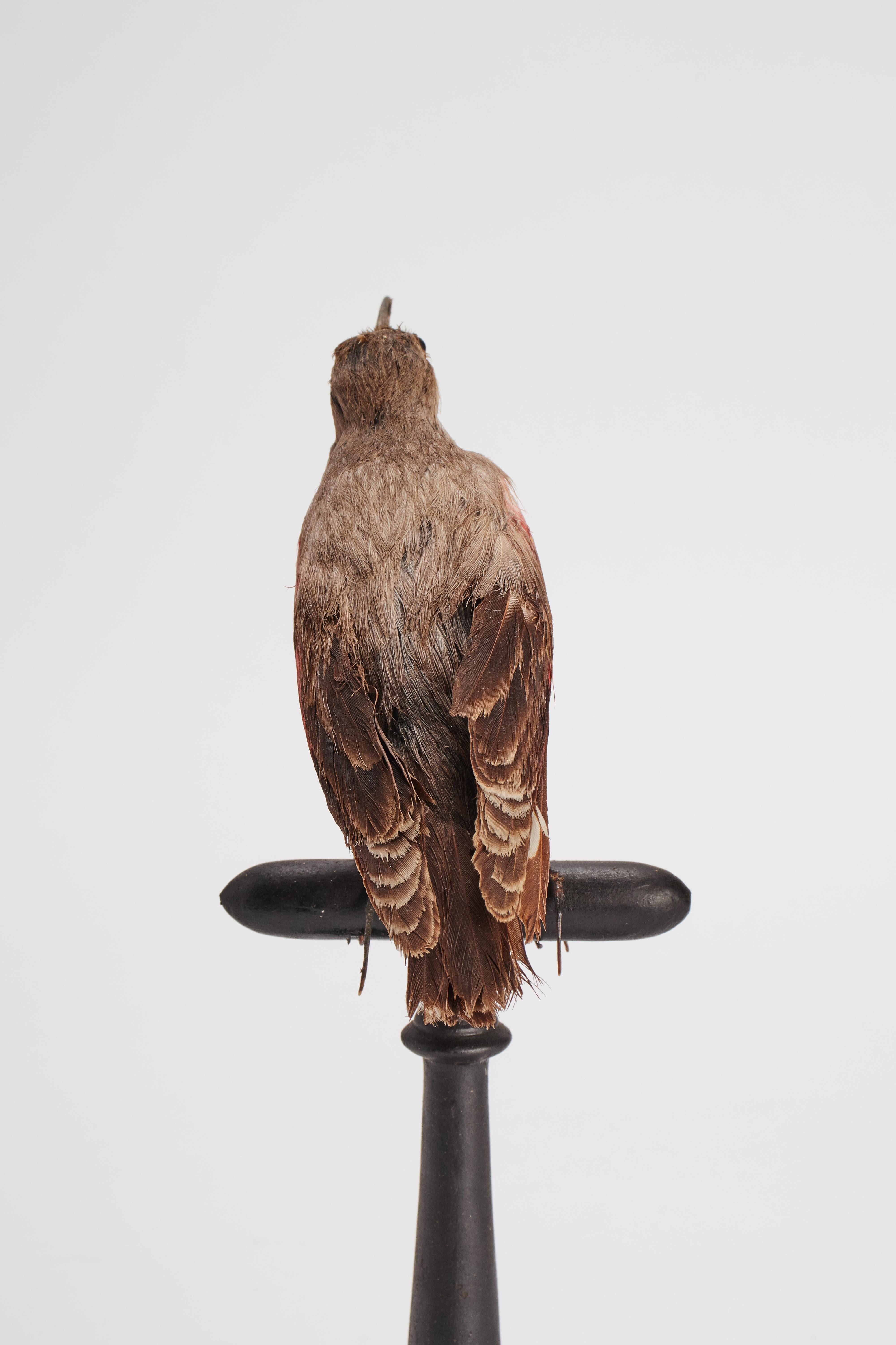 Fruitwood Stuffed bird: (Tichodroma muraria), for natural history cabinet, Italy 1880. For Sale