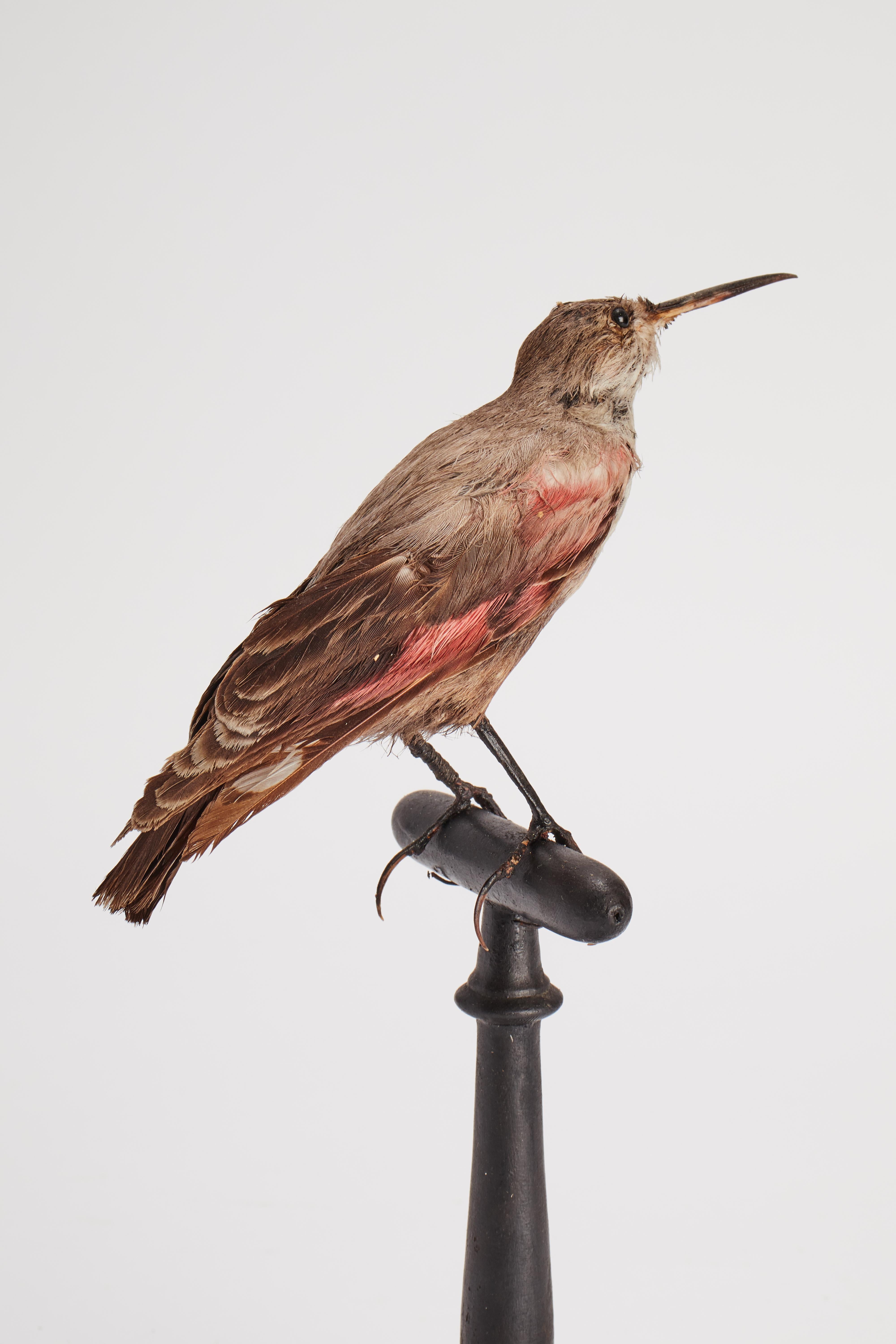 Stuffed bird: (Tichodroma muraria), for natural history cabinet, Italy 1880. For Sale 1