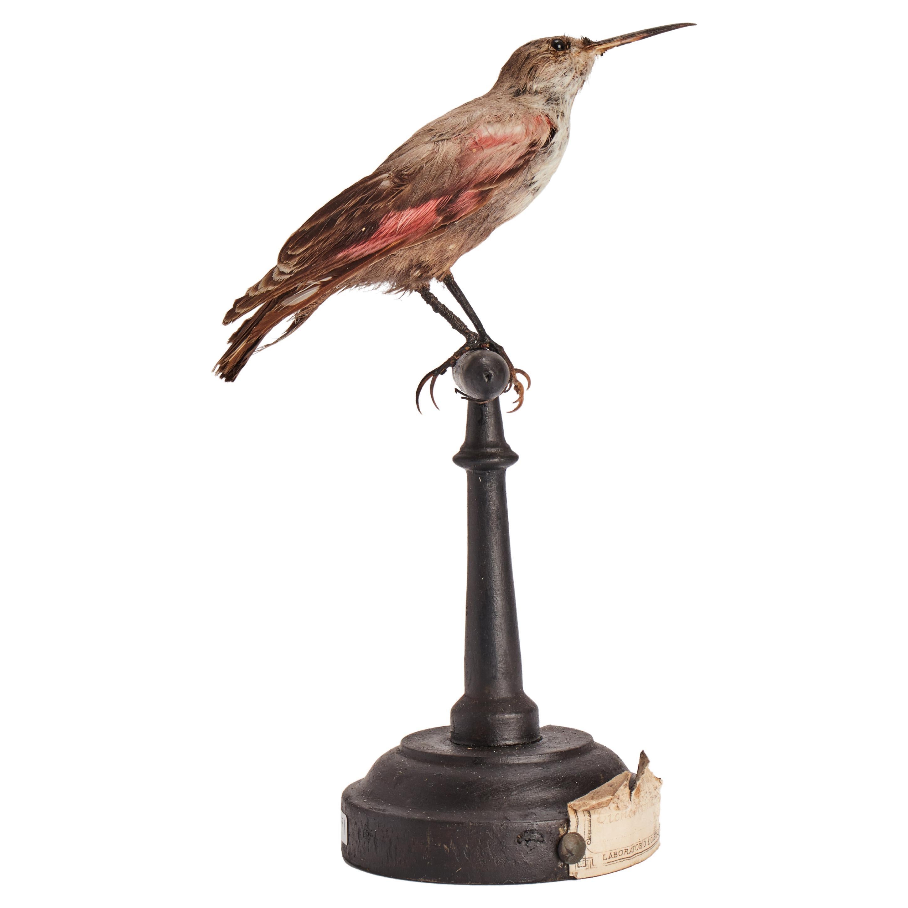 Stuffed bird: (Tichodroma muraria), for natural history cabinet, Italy 1880. For Sale