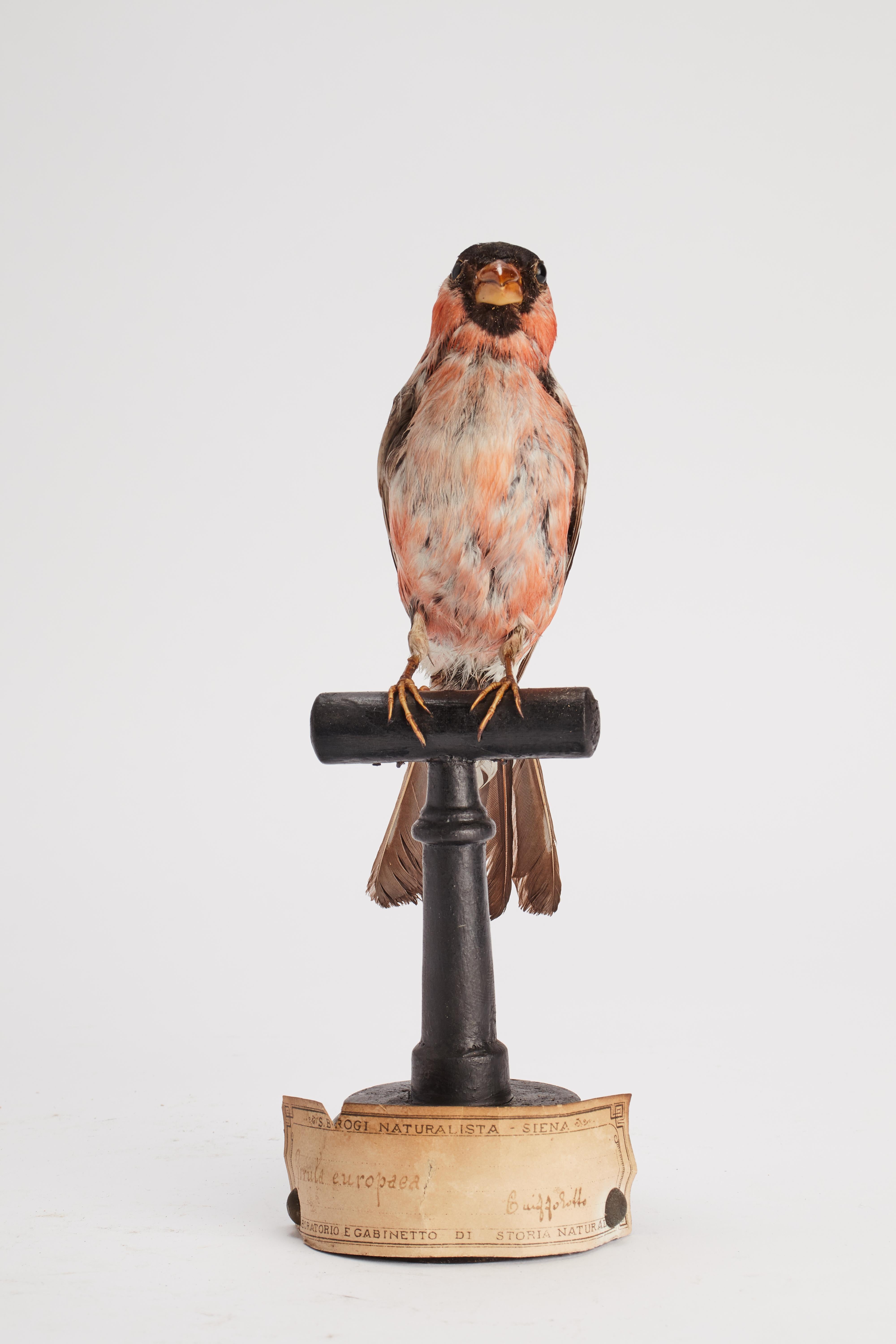 Bullfinch-Vogel für Naturhistorisches Schrank, Bullfinch, Italien 1880 (Italienisch) im Angebot