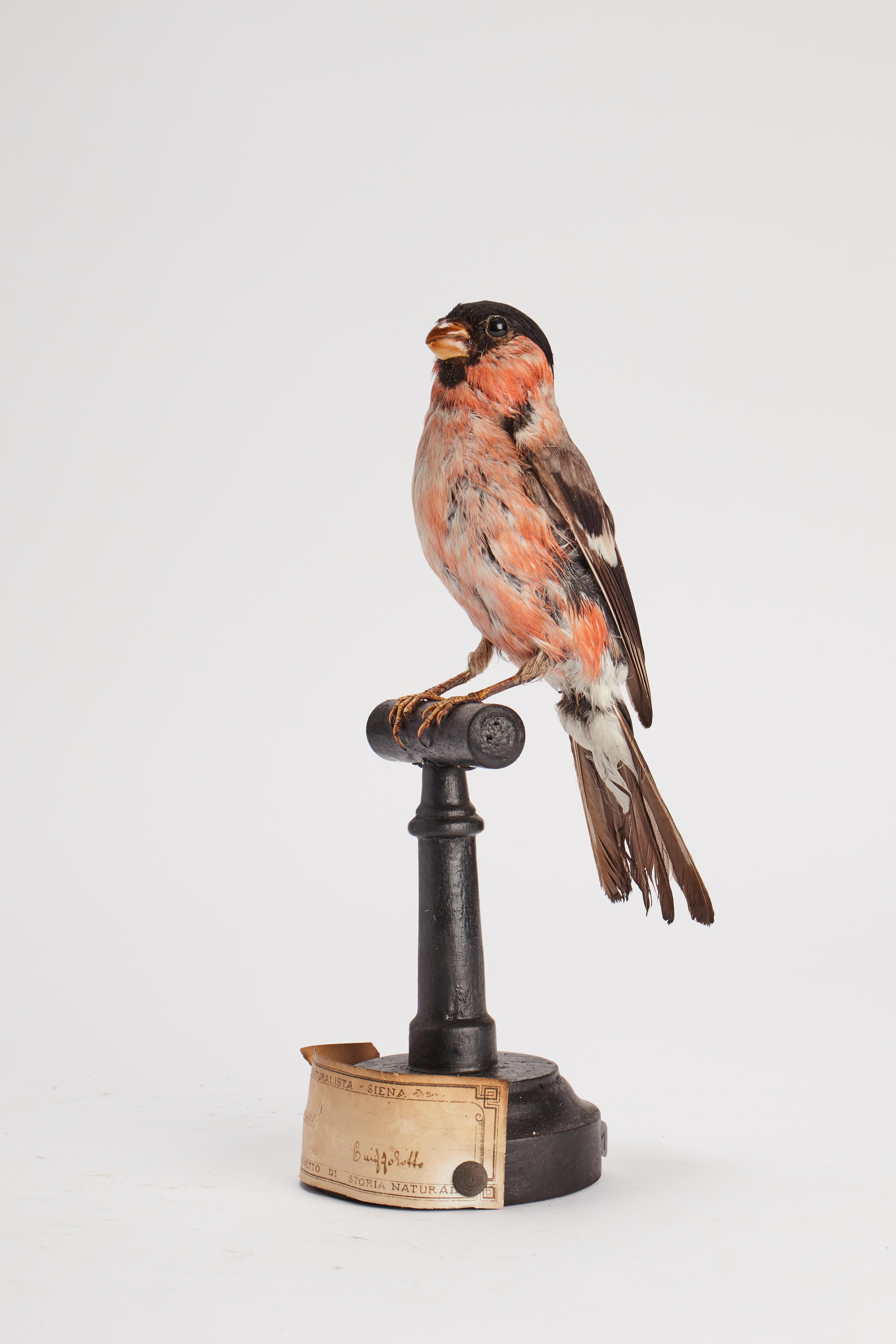 Bullfinch-Vogel für Naturhistorisches Schrank, Bullfinch, Italien 1880 (19. Jahrhundert) im Angebot