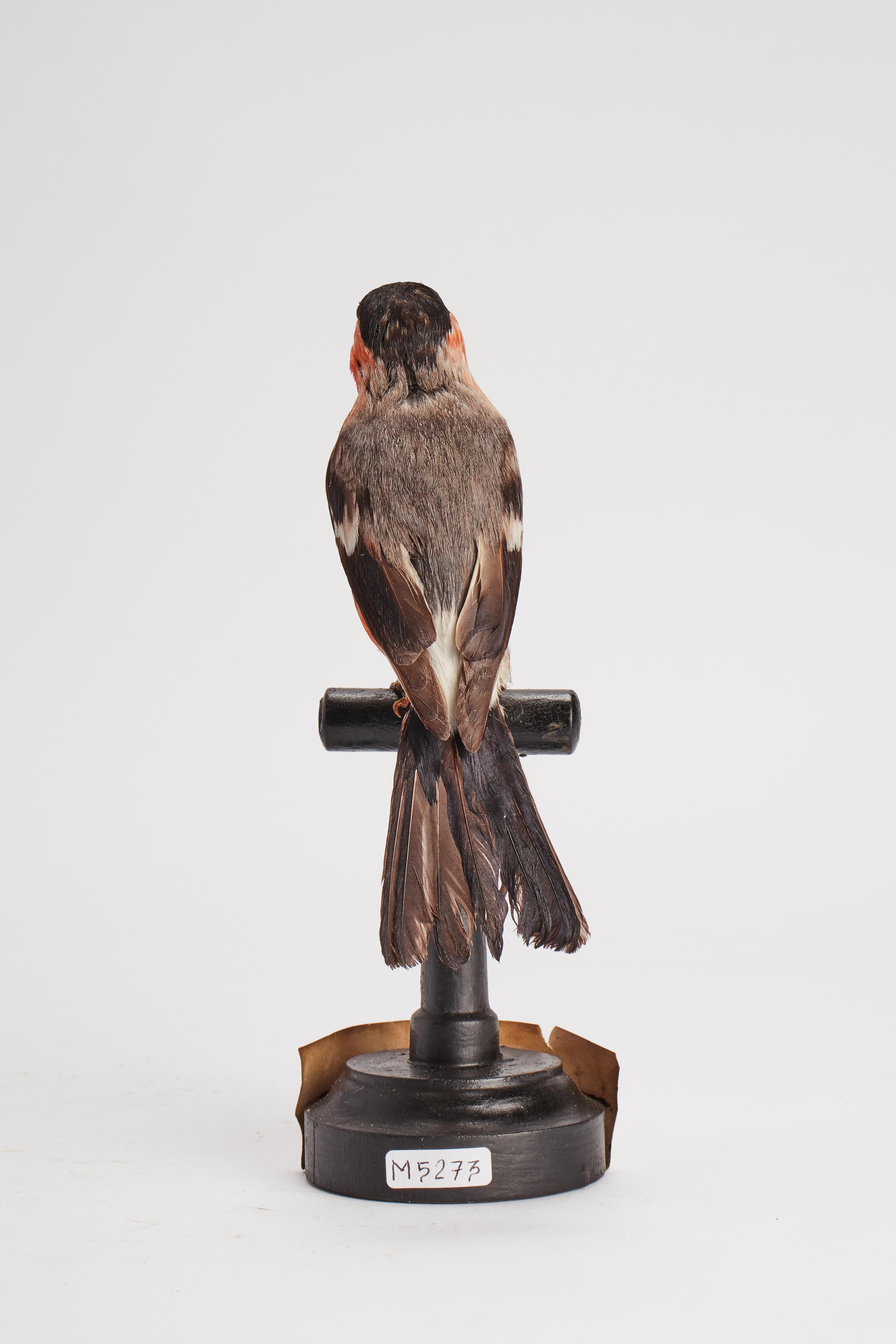 Italian Stuffed Bullfinch Bird for Natural History Cabinet, Bullfinch, Italy 1880 For Sale