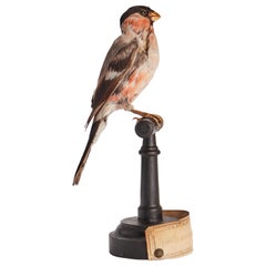 Stuffed Bullfinch Bird for Natural History Cabinet, Bullfinch, Italy 1880