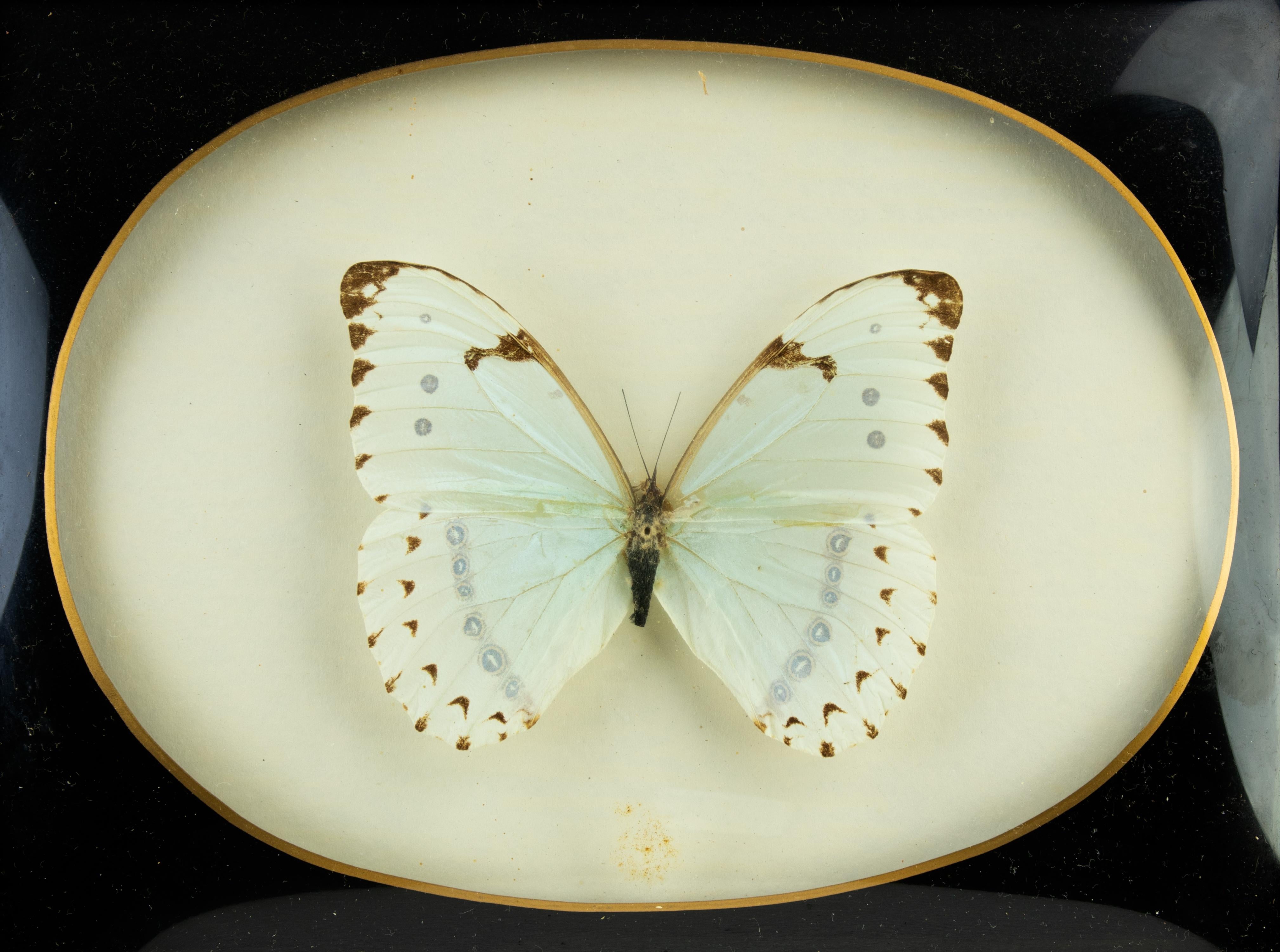 Le papillon en peluche est un objet décoratif des années 1970.

19,5 x 25,5 cm.

Bonnes conditions