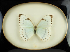 Stuffed Butterfly with Frame