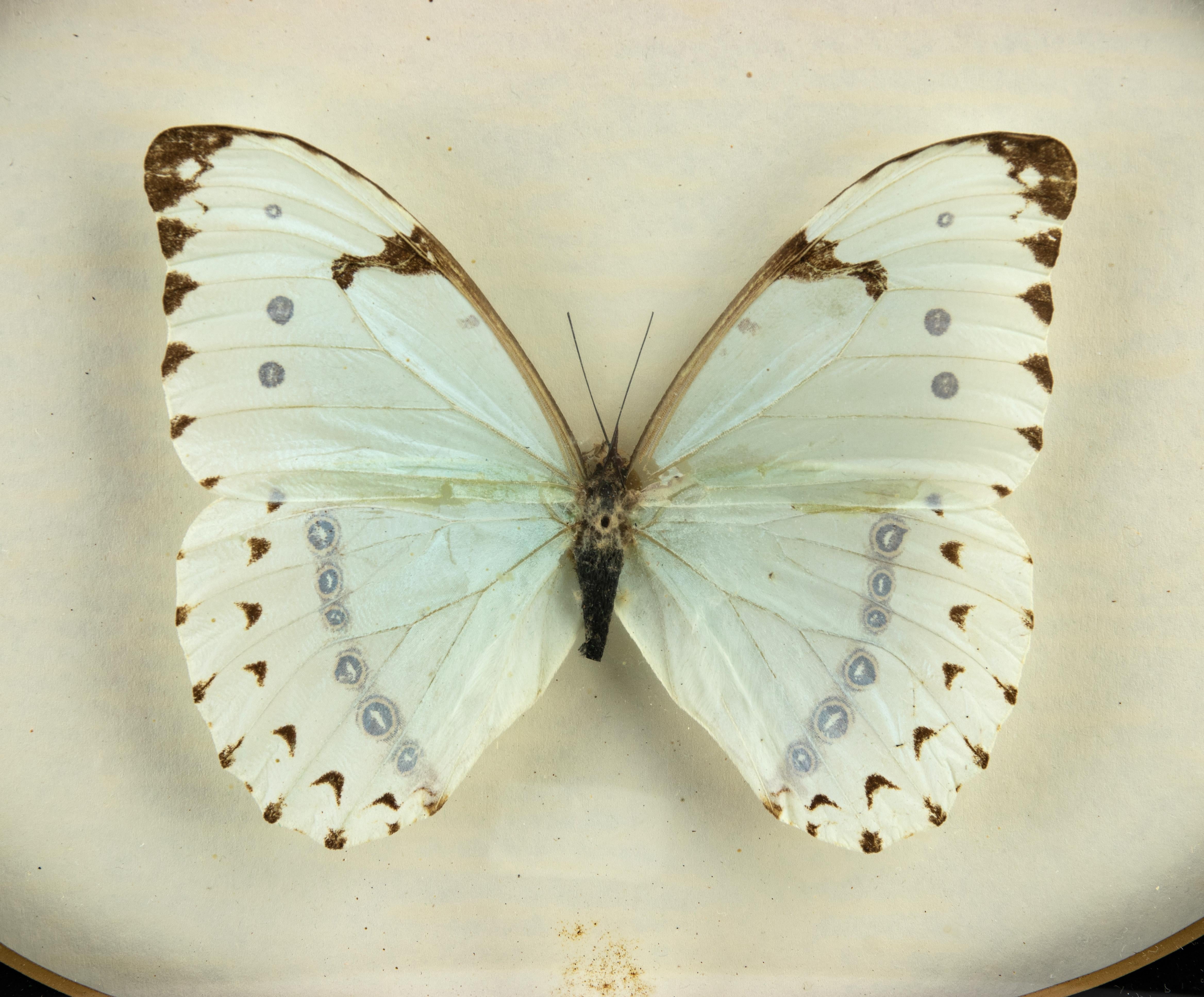 Moderne Butterfly à volants avec cadre en vente