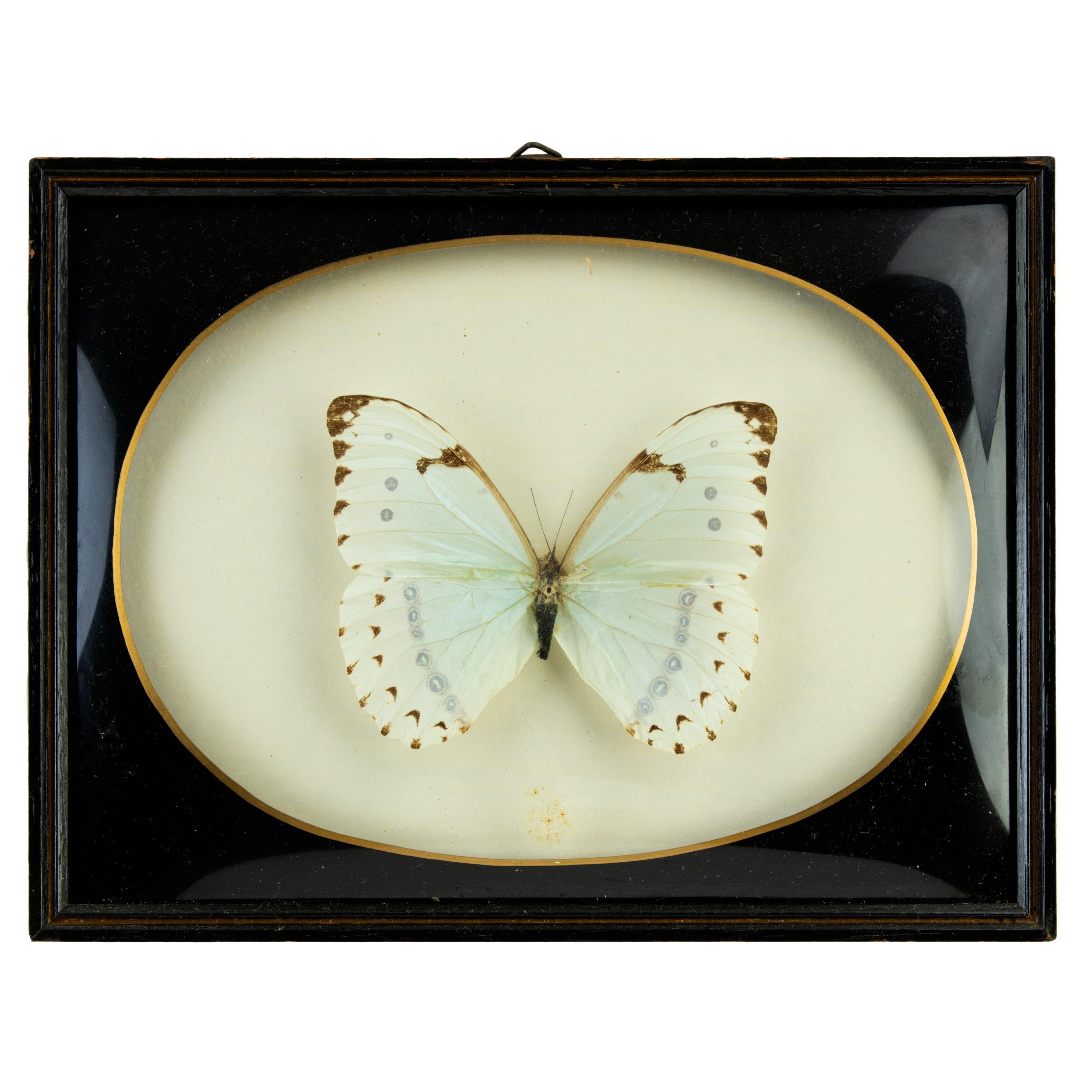 Stuffed Butterfly with Frame For Sale