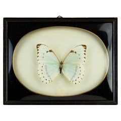 Stuffed Butterfly with Frame