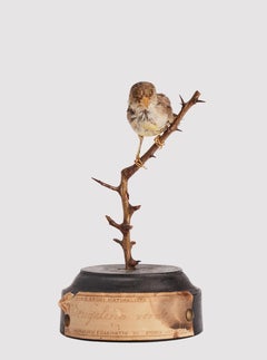 Stuffed Green Bengal bird for natural history cabinet, Siena, Italy 1880.