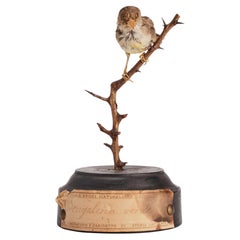 Stuffed Green Bengal bird for natural history cabinet, Siena, Italy 1880.