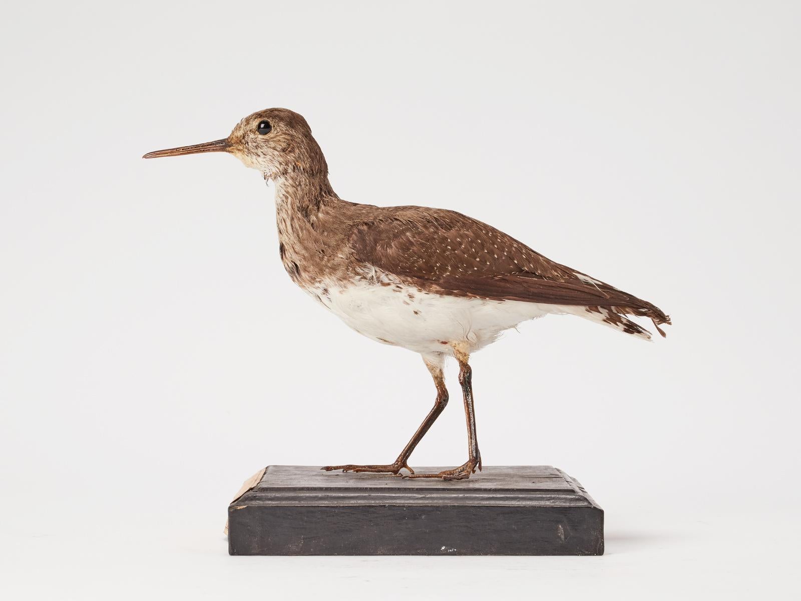 Natural specimen from Wunderkammer Stuffed bird Green Sandpiper (Tringa Ochropus) mounted on a wooden base with cartouche Specimen for laboratory and Natural history cabinet. S. Brogi Naturalista. Siena, Italy circa 1880.