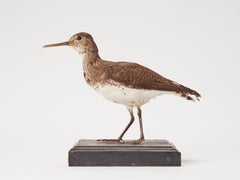 Stuffed Green Sandpiper bird for natural history cabinet, Italy 1880.