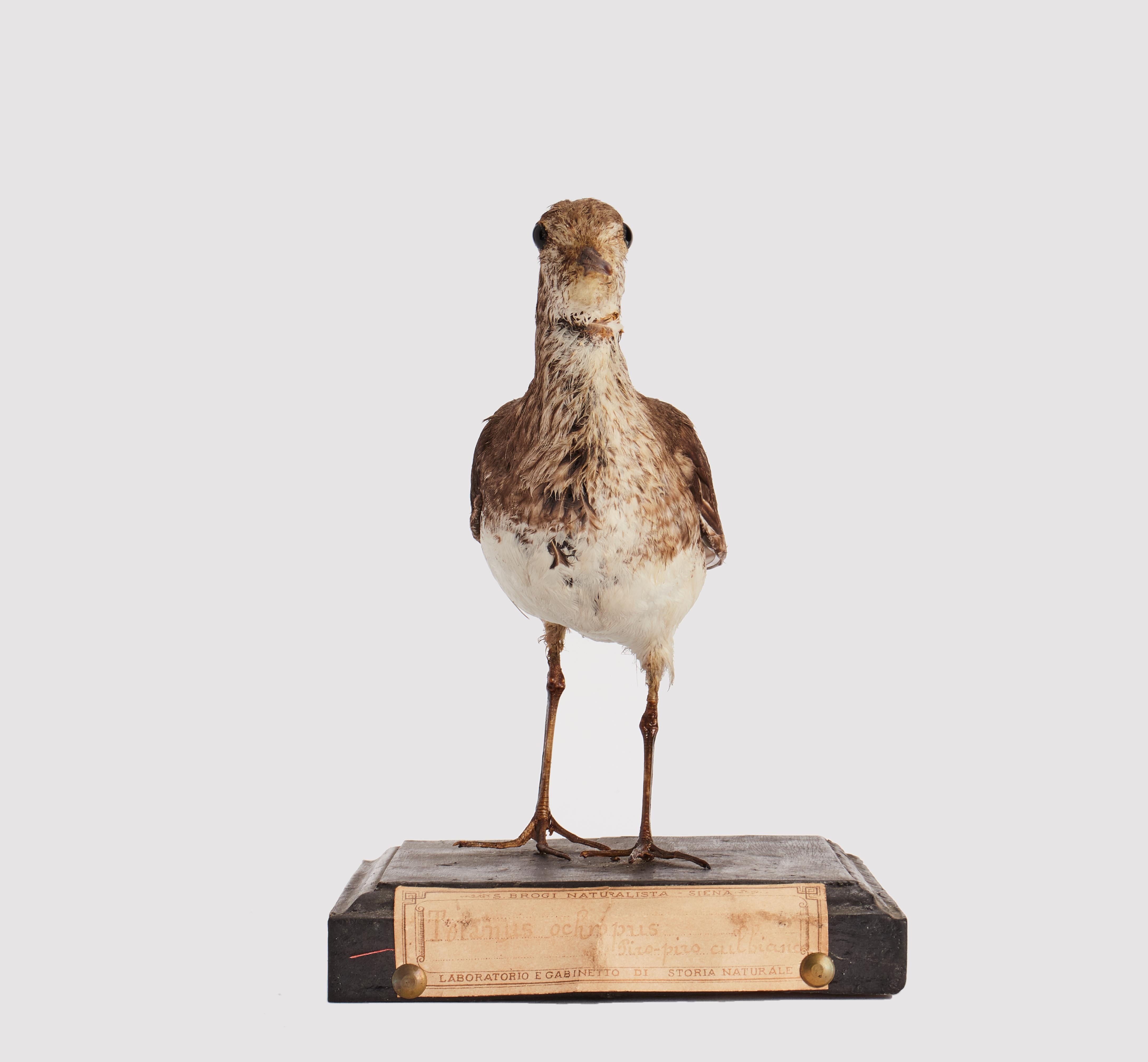 Gepflückter grüner Sandpiper-Vogel für Naturkundeschrank, Italien 1880. (Italienisch) im Angebot