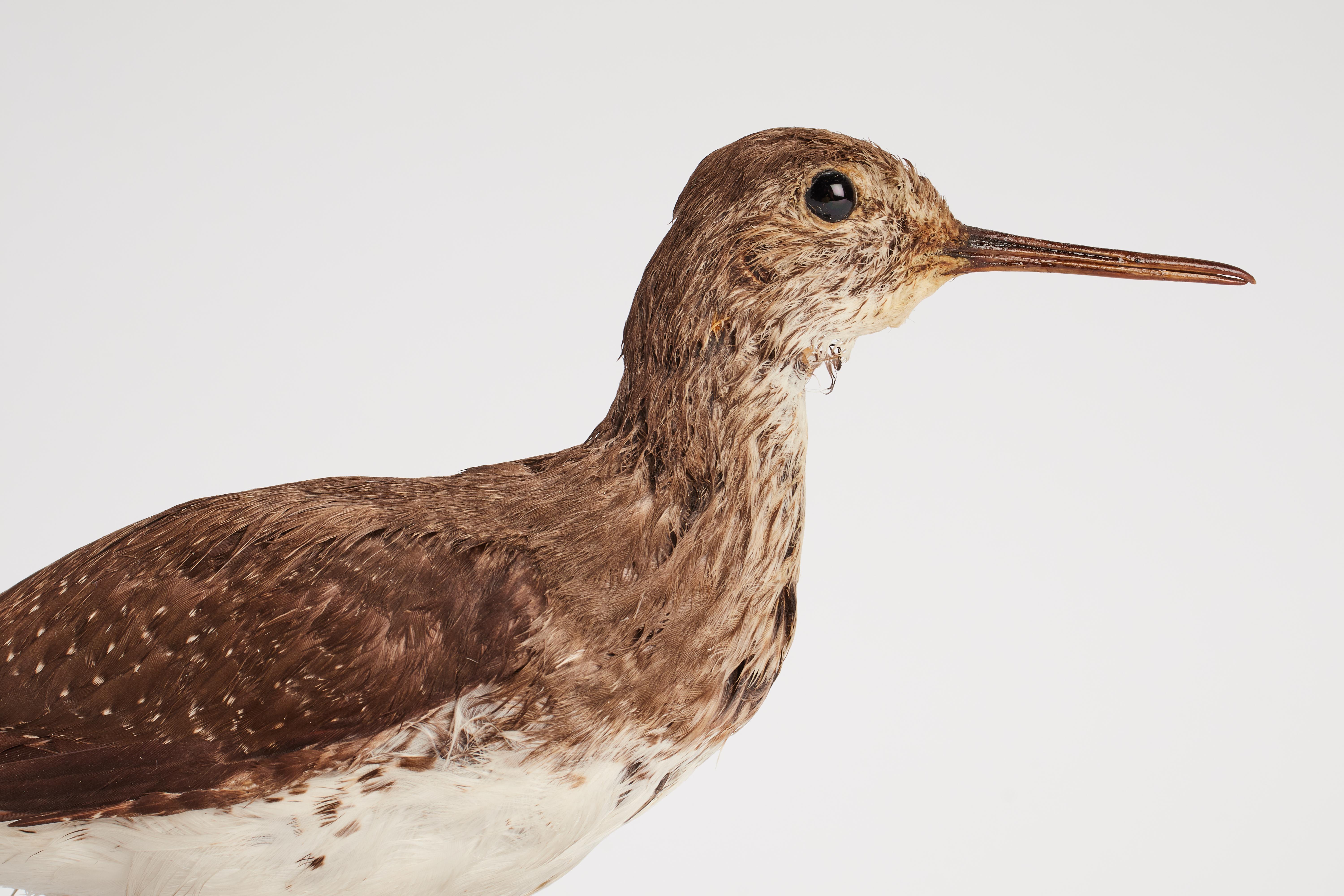 Italian Stuffed Green Sandpiper bird for natural history cabinet, Italy 1880. For Sale