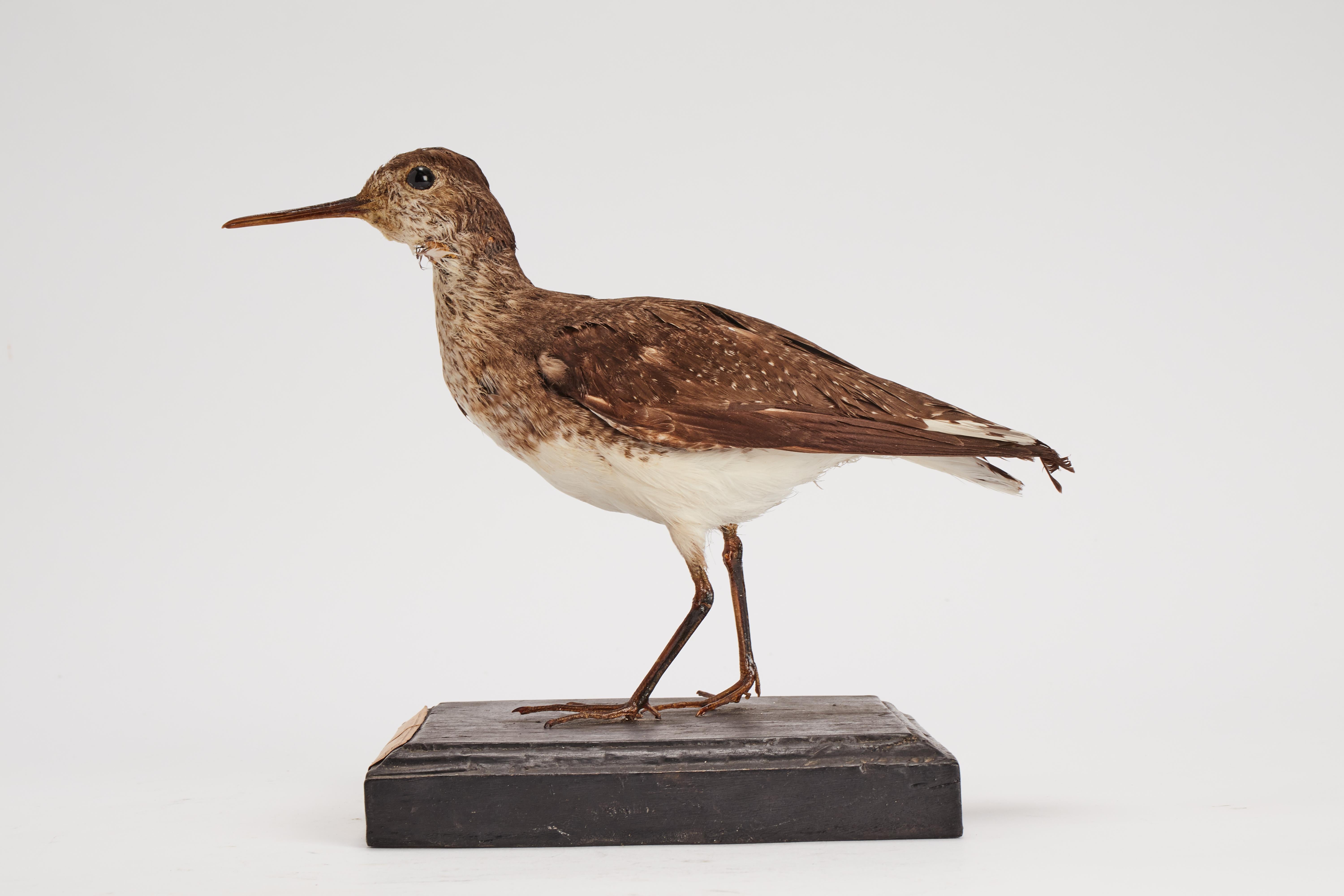 Stuffed Green Sandpiper bird for natural history cabinet, Italy 1880. In Good Condition For Sale In Milan, IT