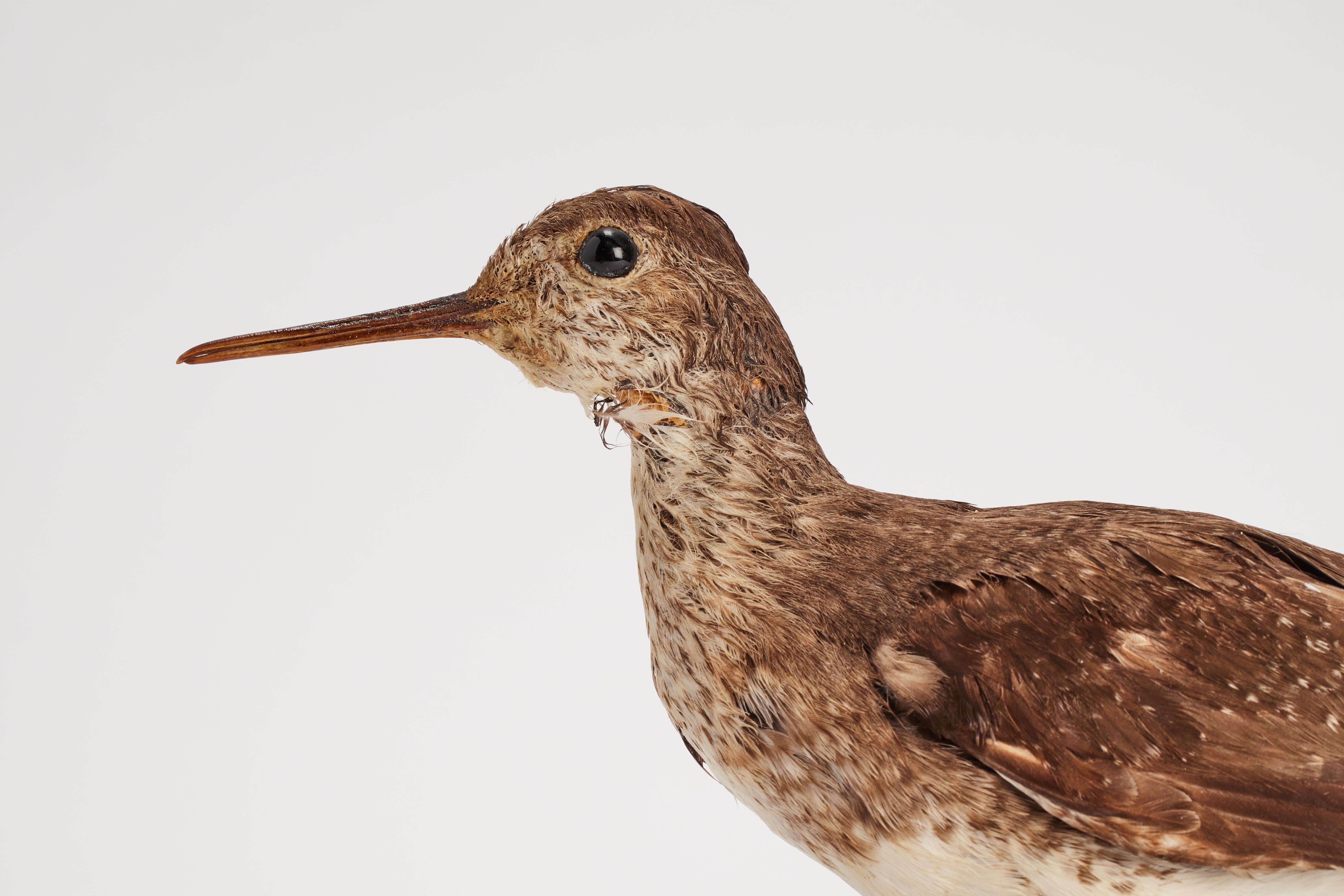 19th Century Stuffed Green Sandpiper bird for natural history cabinet, Italy 1880. For Sale