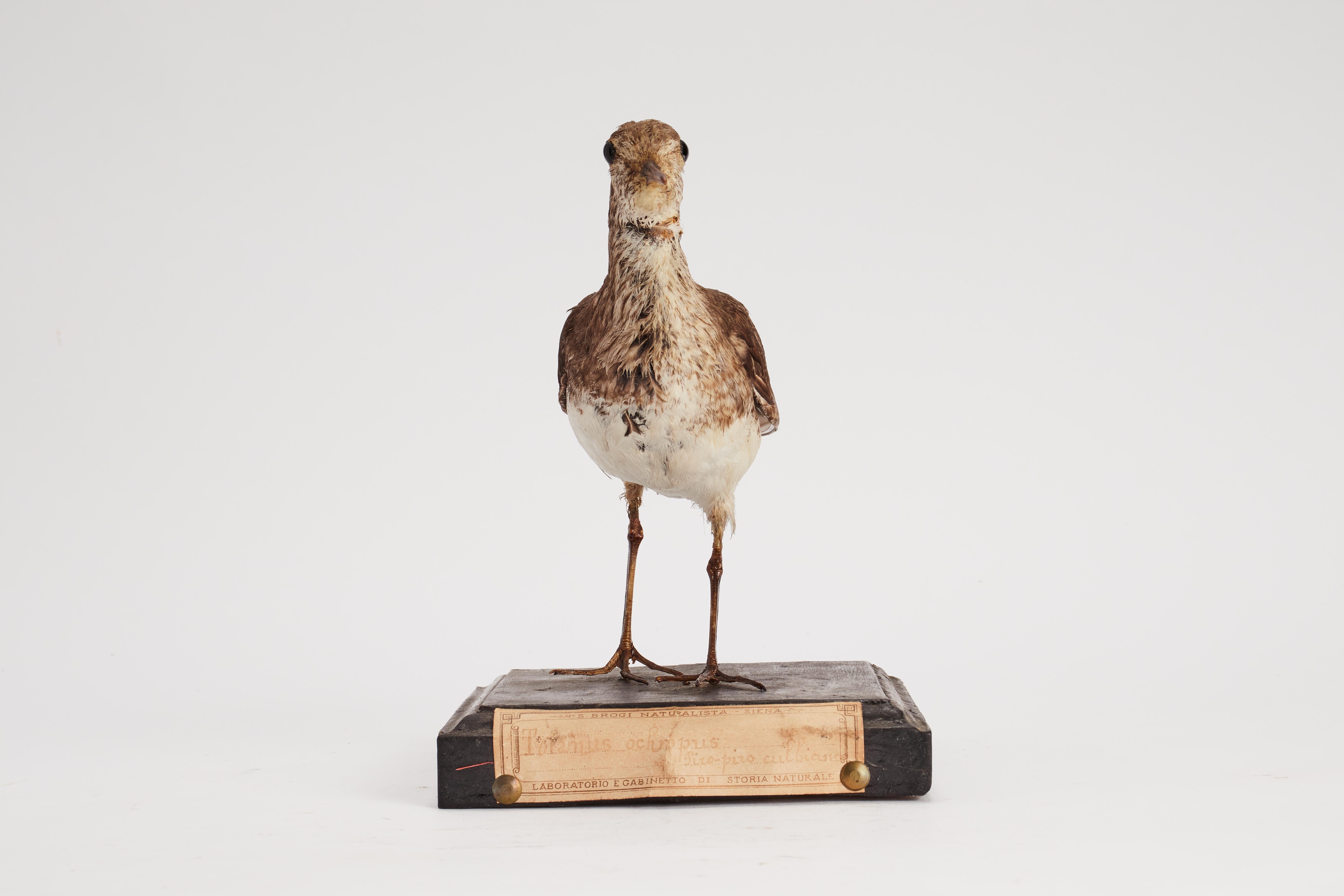 Wood Stuffed Green Sandpiper bird for natural history cabinet, Italy 1880. For Sale