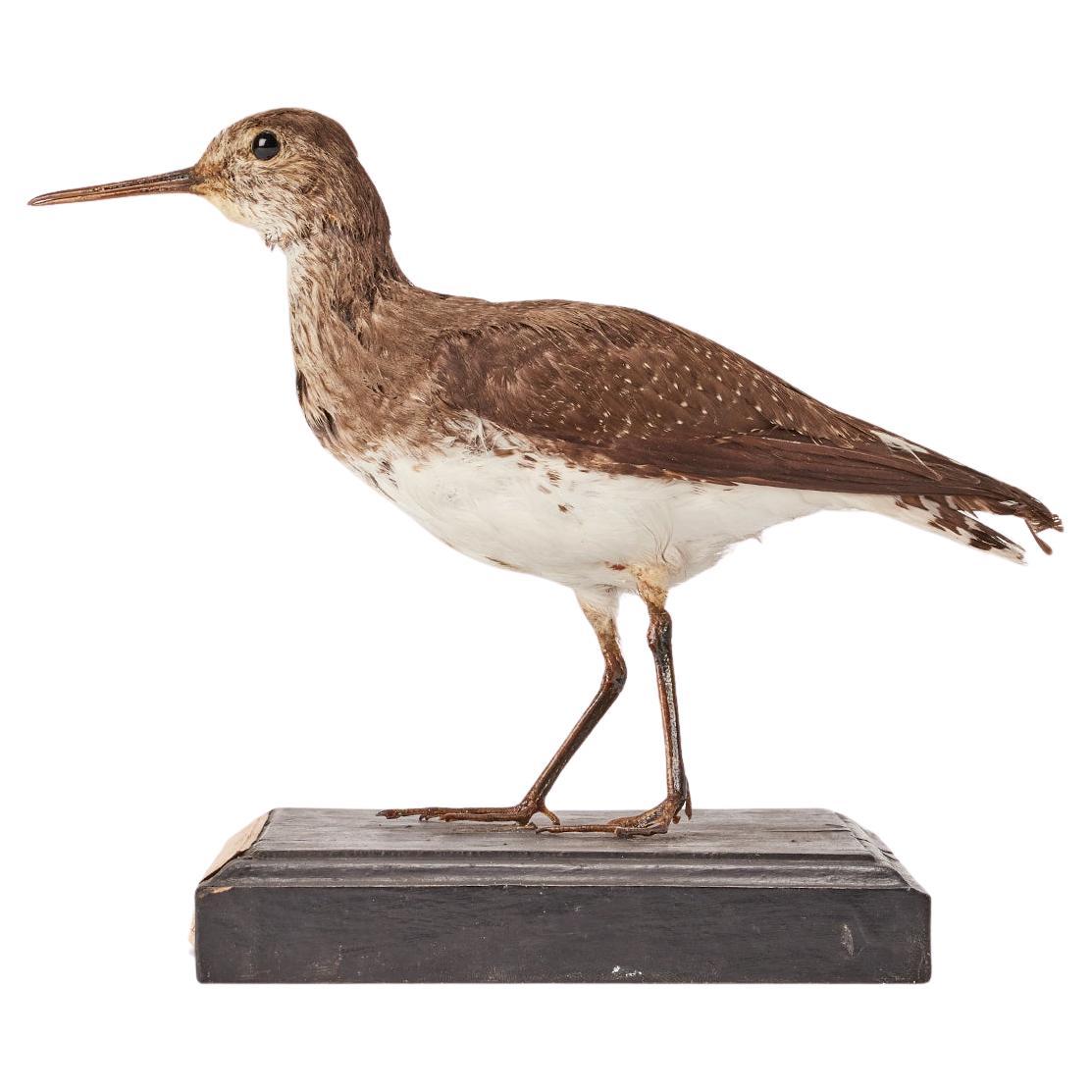 Stuffed Green Sandpiper bird for natural history cabinet, Italy 1880.