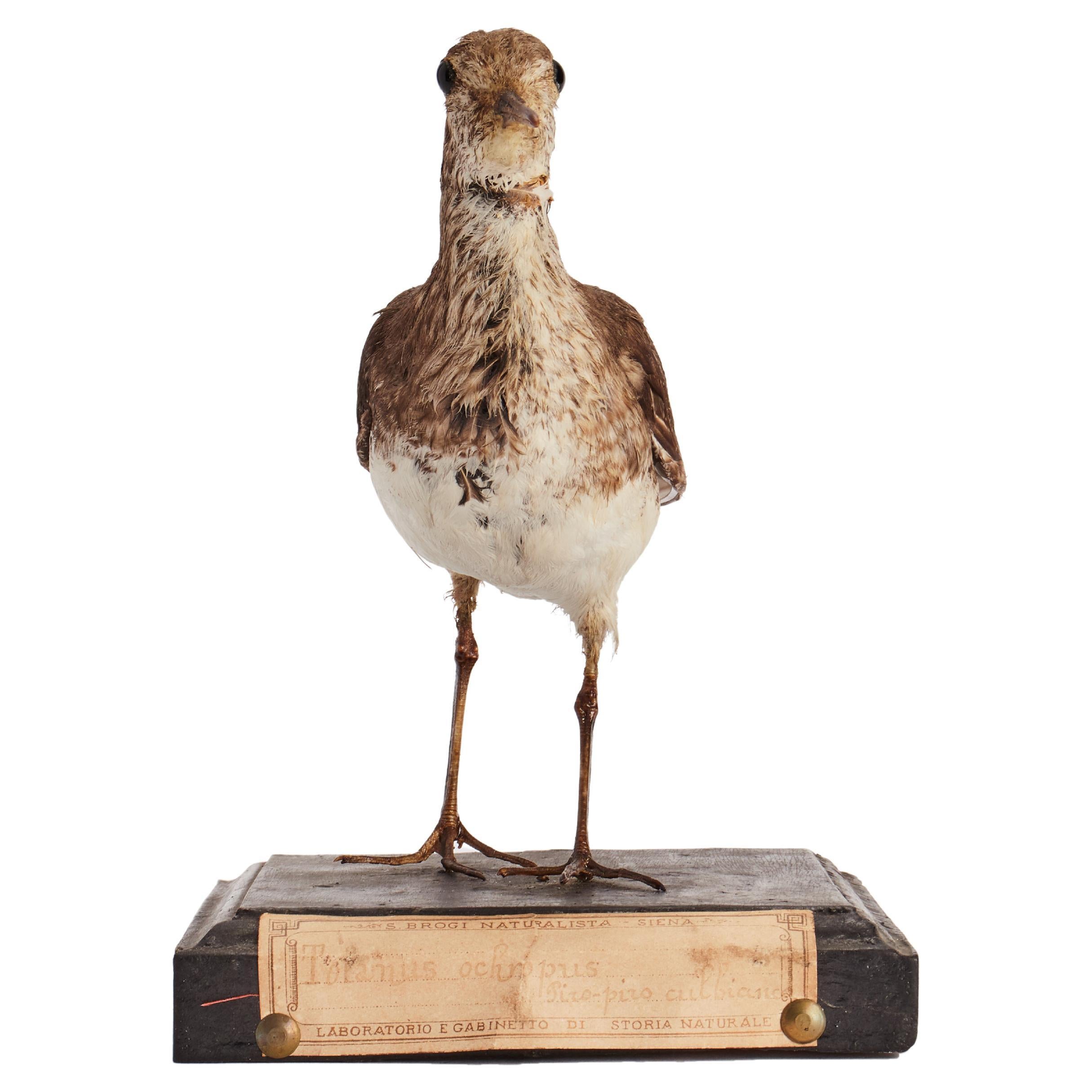 Natural specimen from Wunderkammer Stuffed bird Green Sandpiper (Tringa Ochropus) mounted on a wooden base with cartouche Specimen for laboratory and Natural history cabinet. S. Brogi Naturalista. Siena, Italy 1880 ca.
