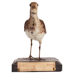 Uccello di mare impagliato Greene & Greene per un gabinetto di storia naturale, Italia 1880