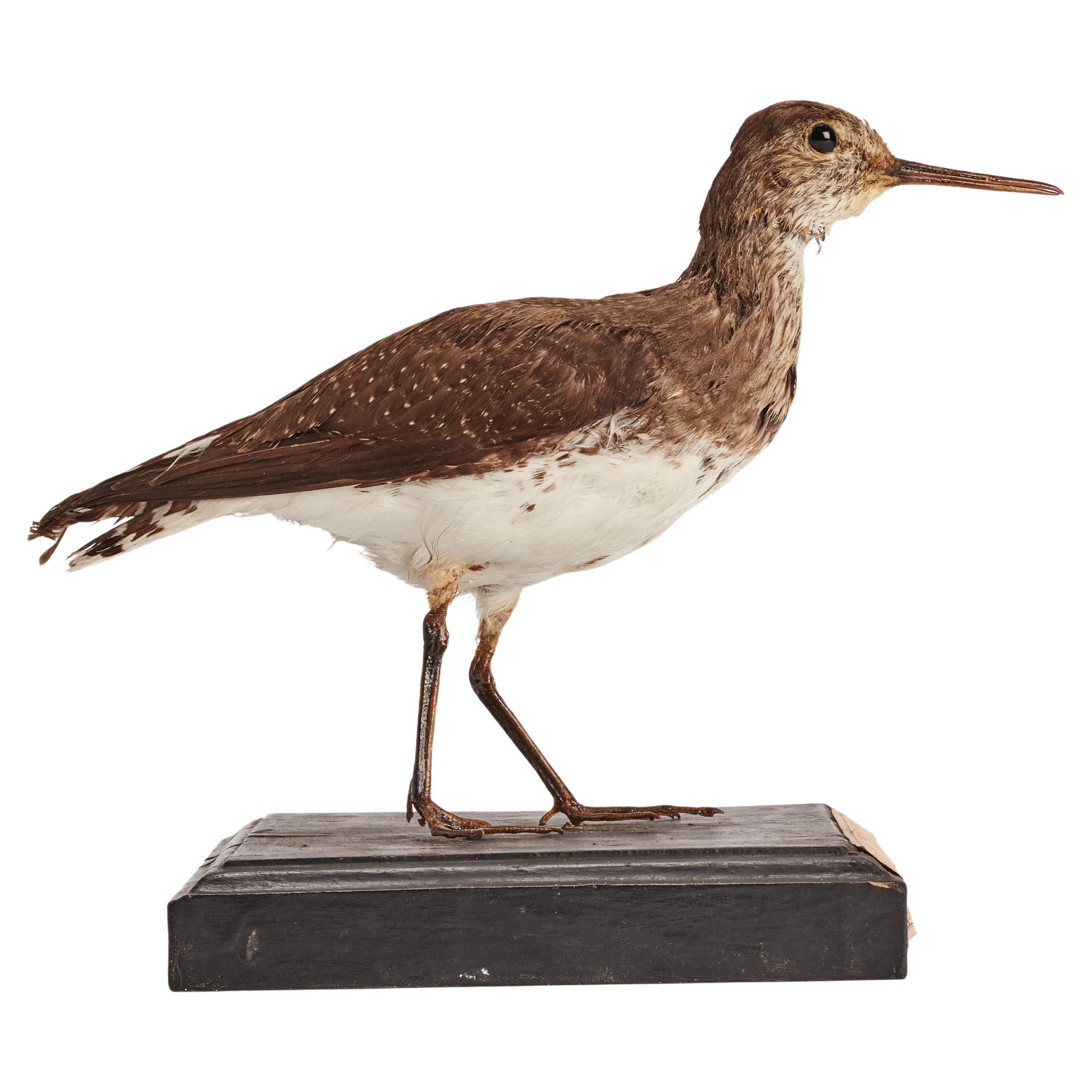 Stuffed Green Sandpiper Bird for Natural History Cabinet, Italy 1880 For  Sale at 1stDibs | sandpiper stuffed animal