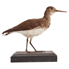 Stuffed Green Sandpiper Bird for Natural History Cabinet, Italy 1880
