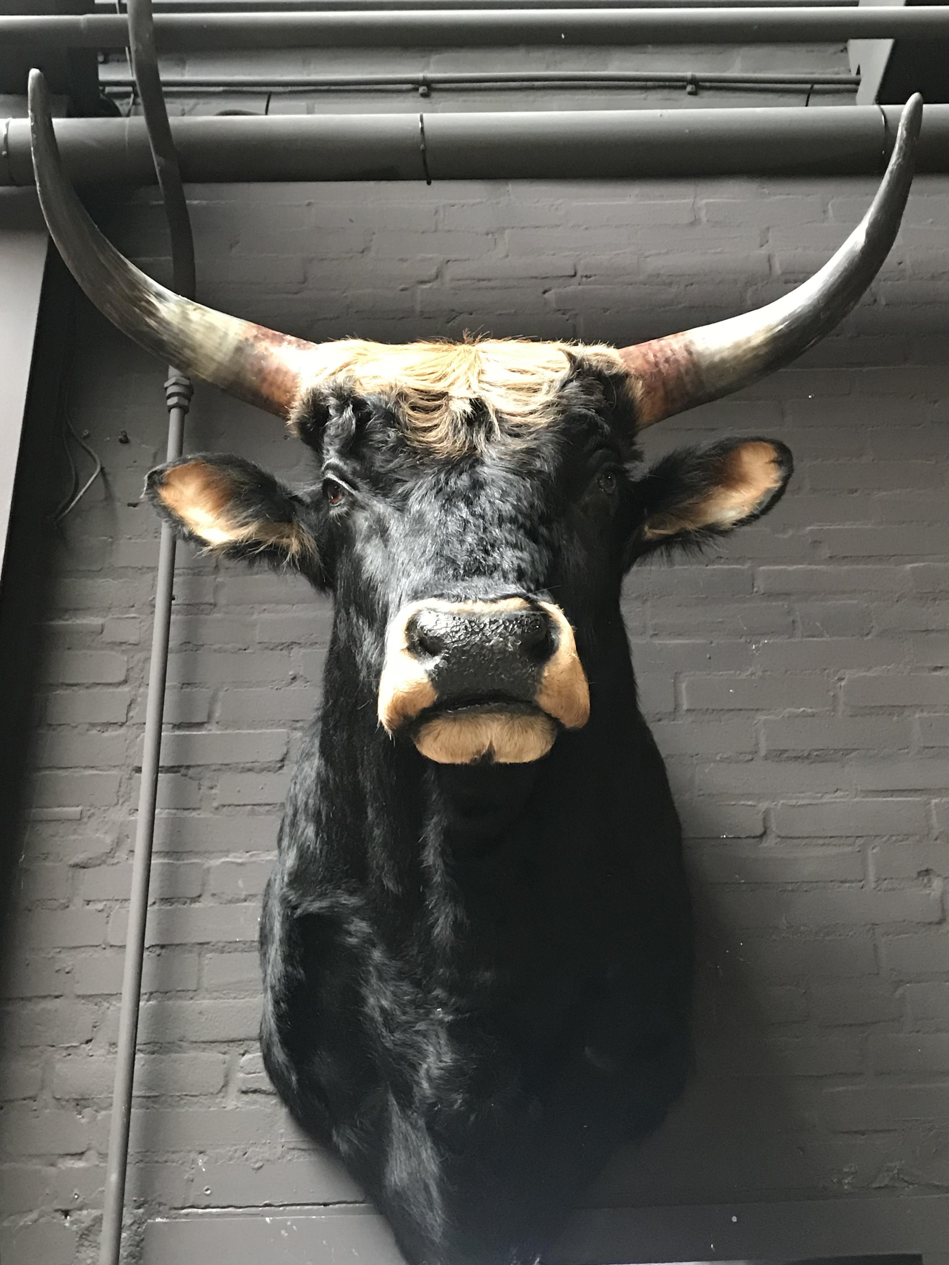 Stuffed head of a huge heck bull. The cow has recently been made and has an imposing appearance.