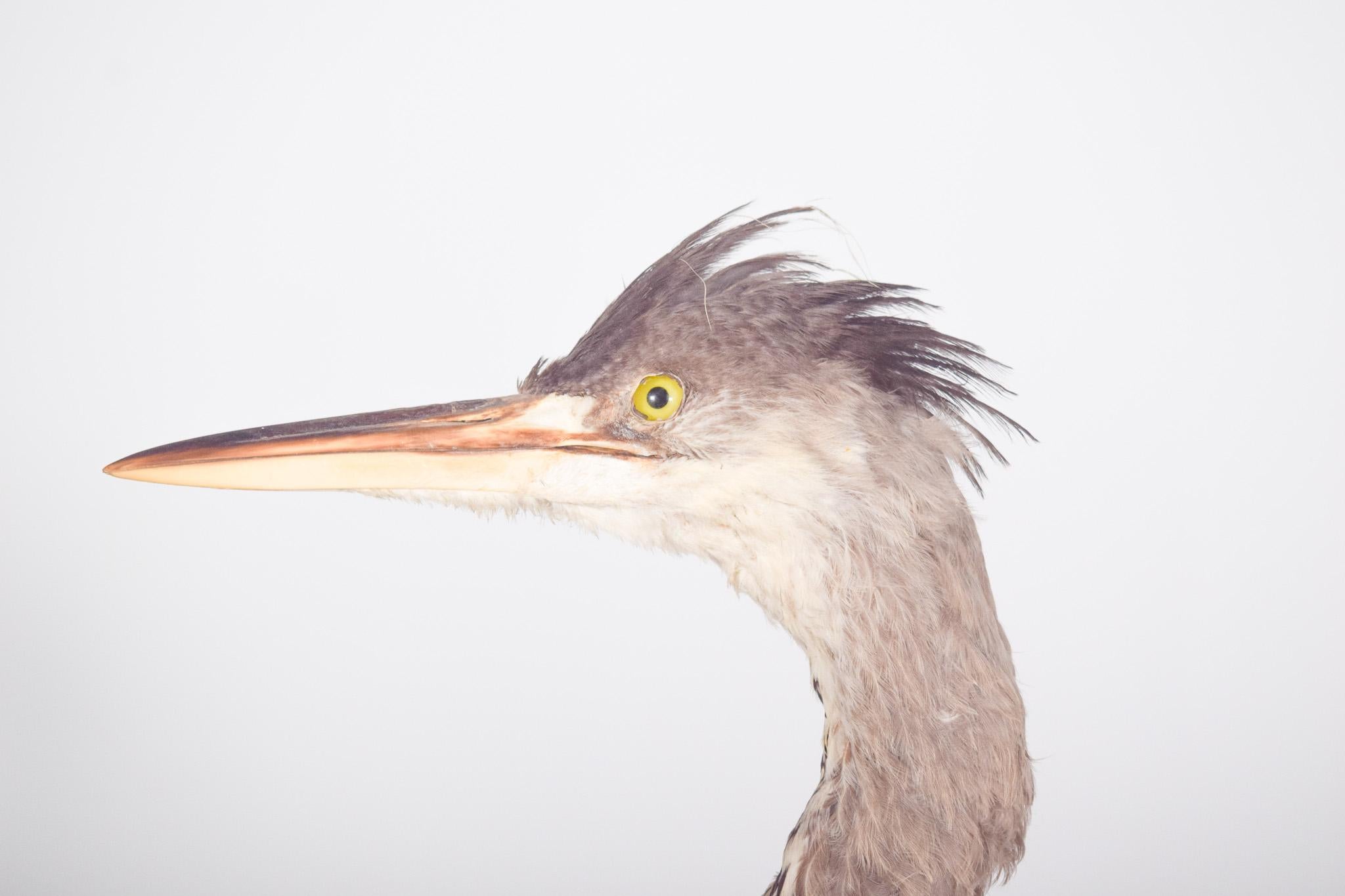 Airone ripieno. Montato su una base rettangolare grigia e verde. L'uccello ha un collo lungo e ricurvo, con piume nei toni del grigio, del bianco e del nero. La testa presenta un leggero ciuffo di piume setolose e un becco sottile e allungato, di