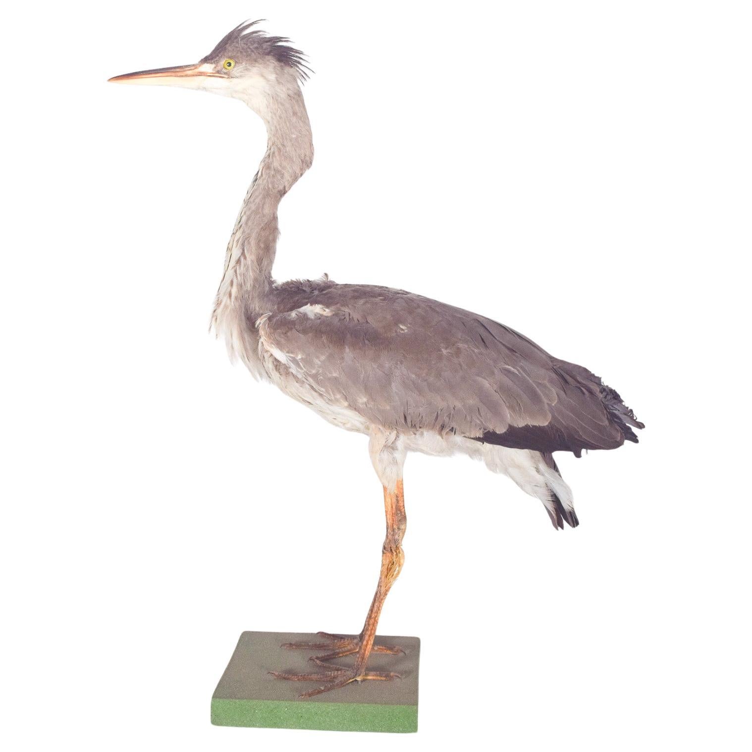 Stuffed Heron Mounted on Rectangular Base