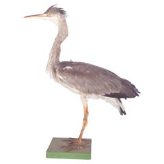 Heron ébouriffé monté sur une base rectangulaire