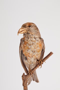 Stuffed House Sparrow Bird for Natural History Cabinet, Italy, 1880