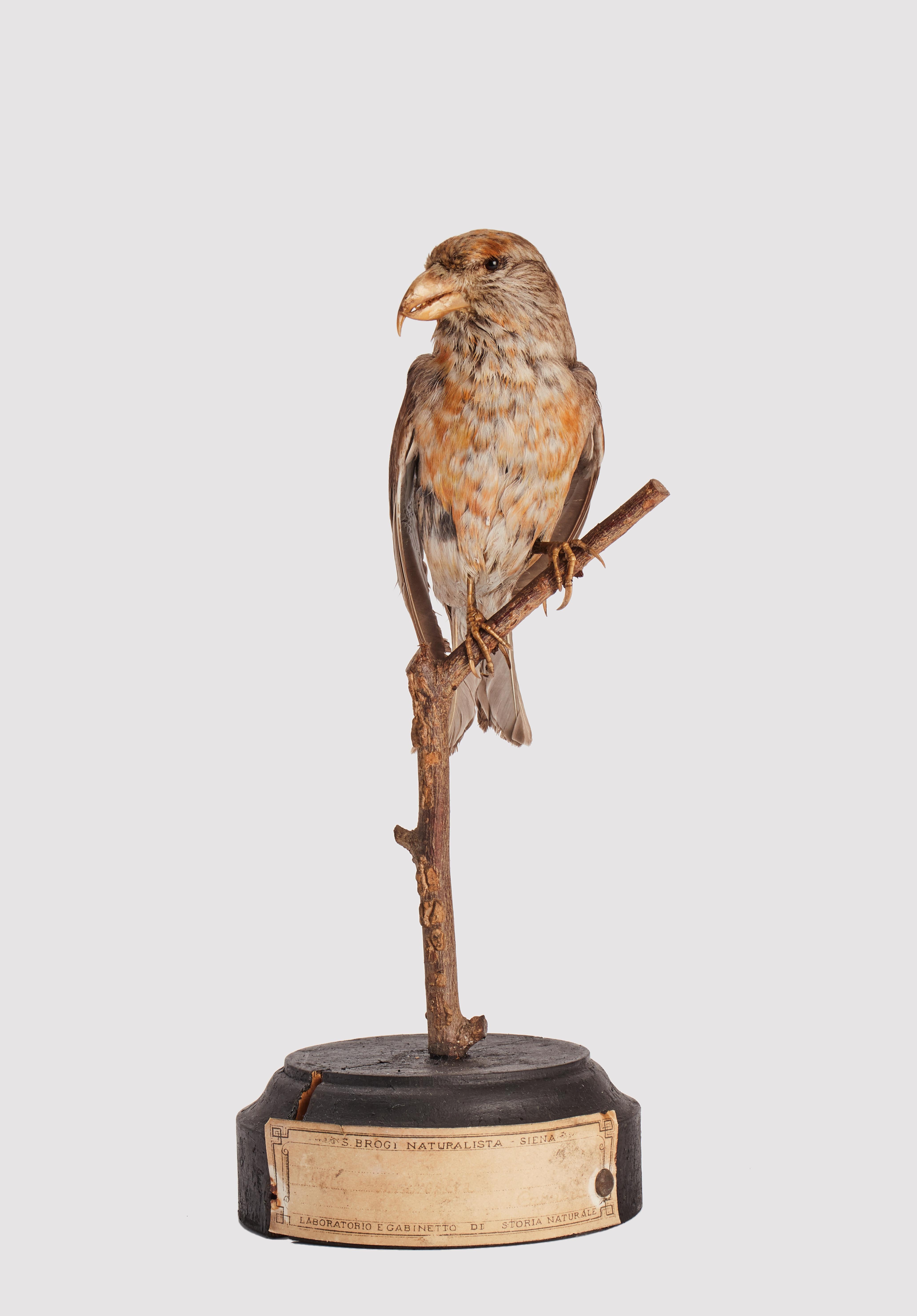 Natural specimen from Wunderkammer Stuffed bird (Passer domesticus) House sparrow mounted on a wooden base with cartouche Specimen for laboratory and Natural history cabinet. S. Brogi Naturalista. Siena, Italy 1880 ca.

