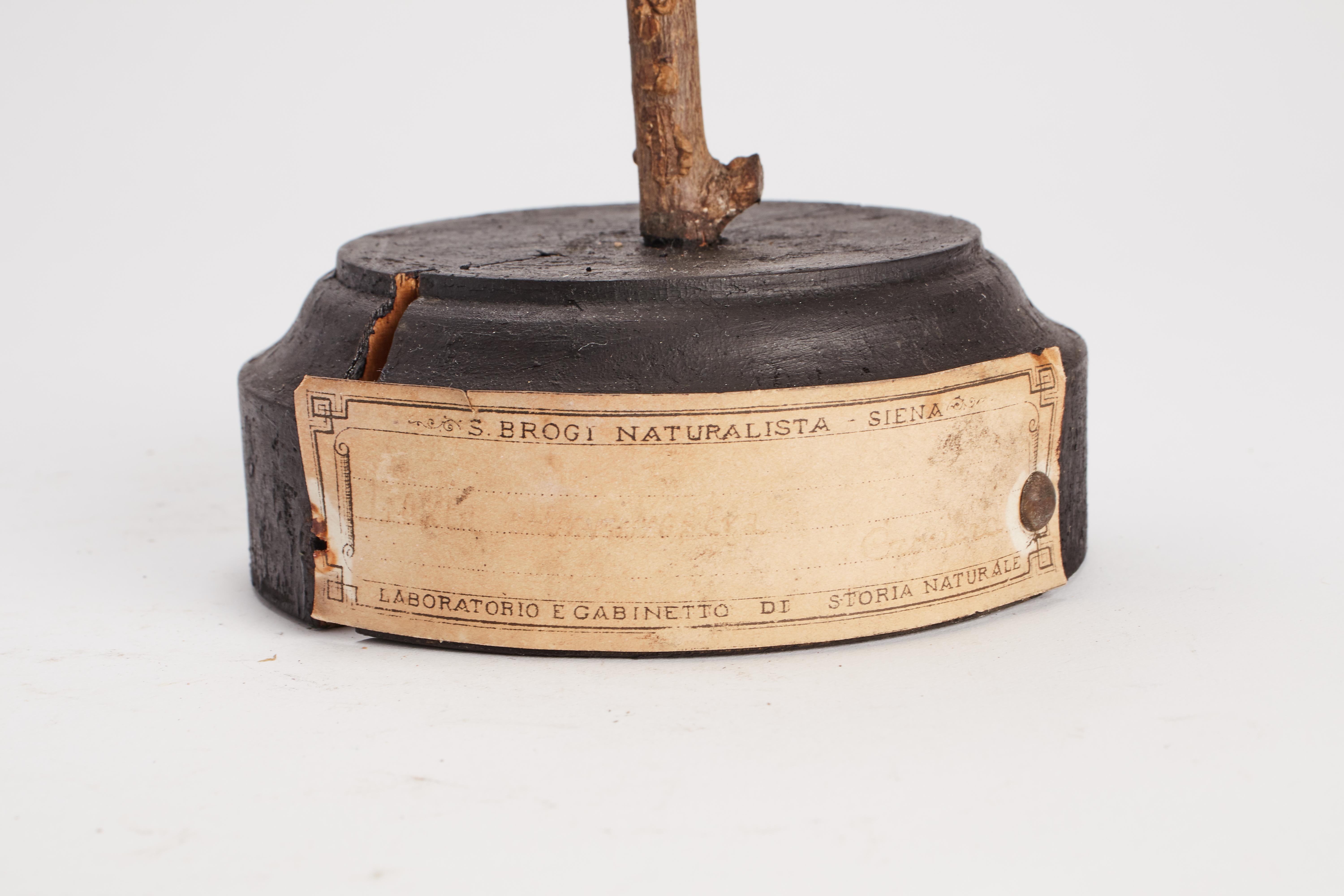 Pájaro gorrión relleno para gabinete de historia natural, Italia, 1880 Italiano en venta