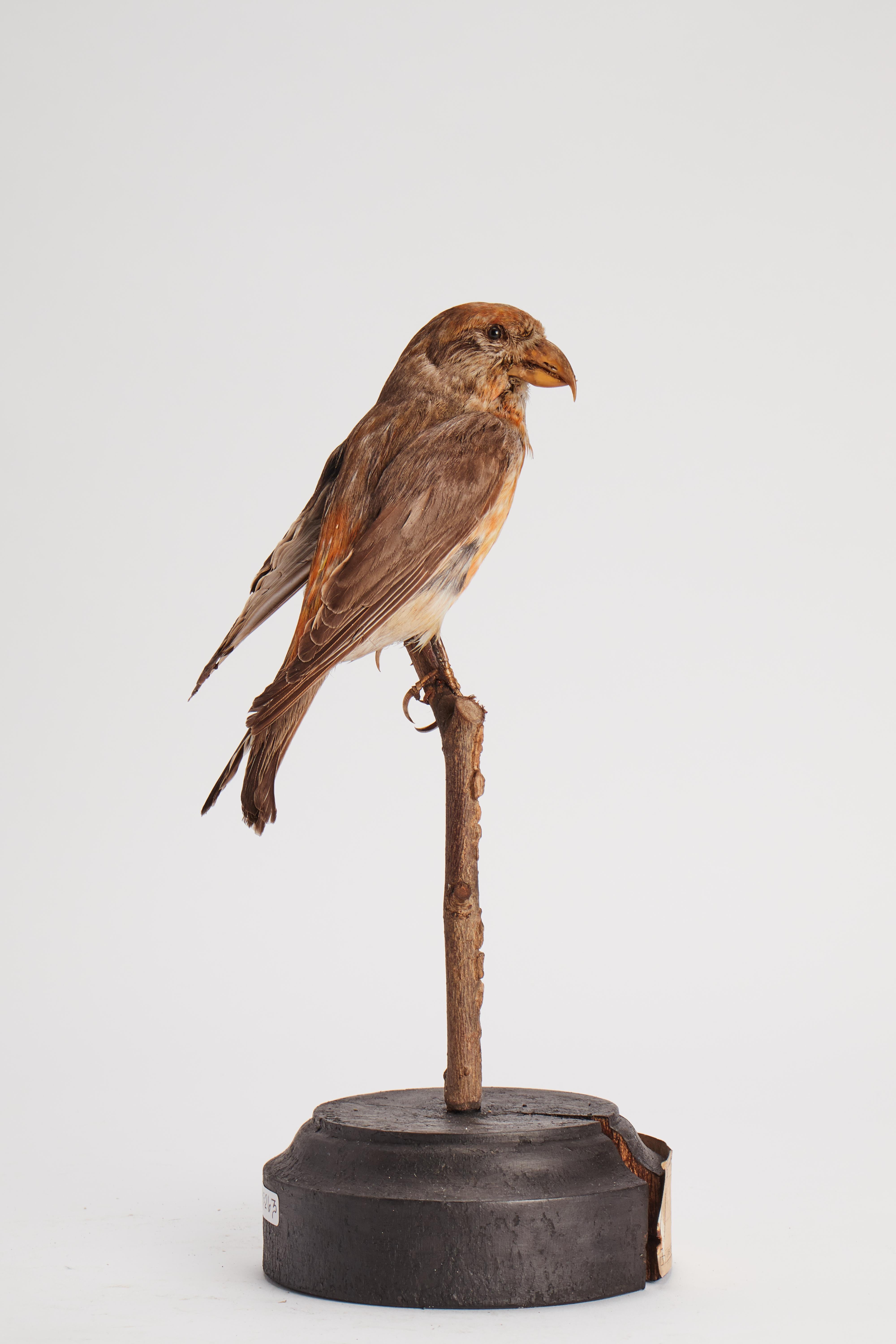 Italian Stuffed House Sparrow Bird for Natural History Cabinet, Italy, 1880 For Sale