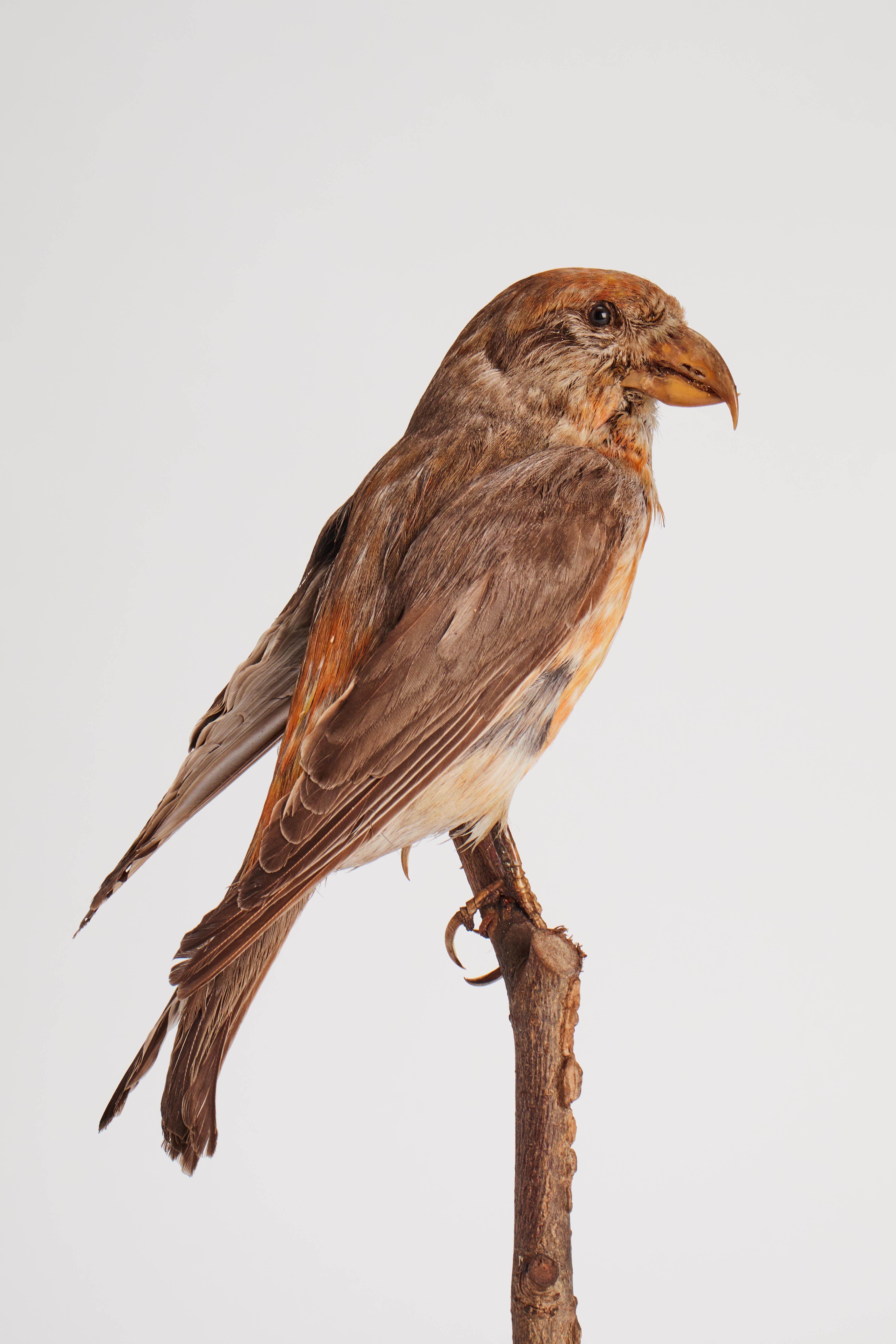 Oiseau de moisson de Stuffed House pour meuble d'histoire naturelle, Italie 1880. Bon état - En vente à Milan, IT