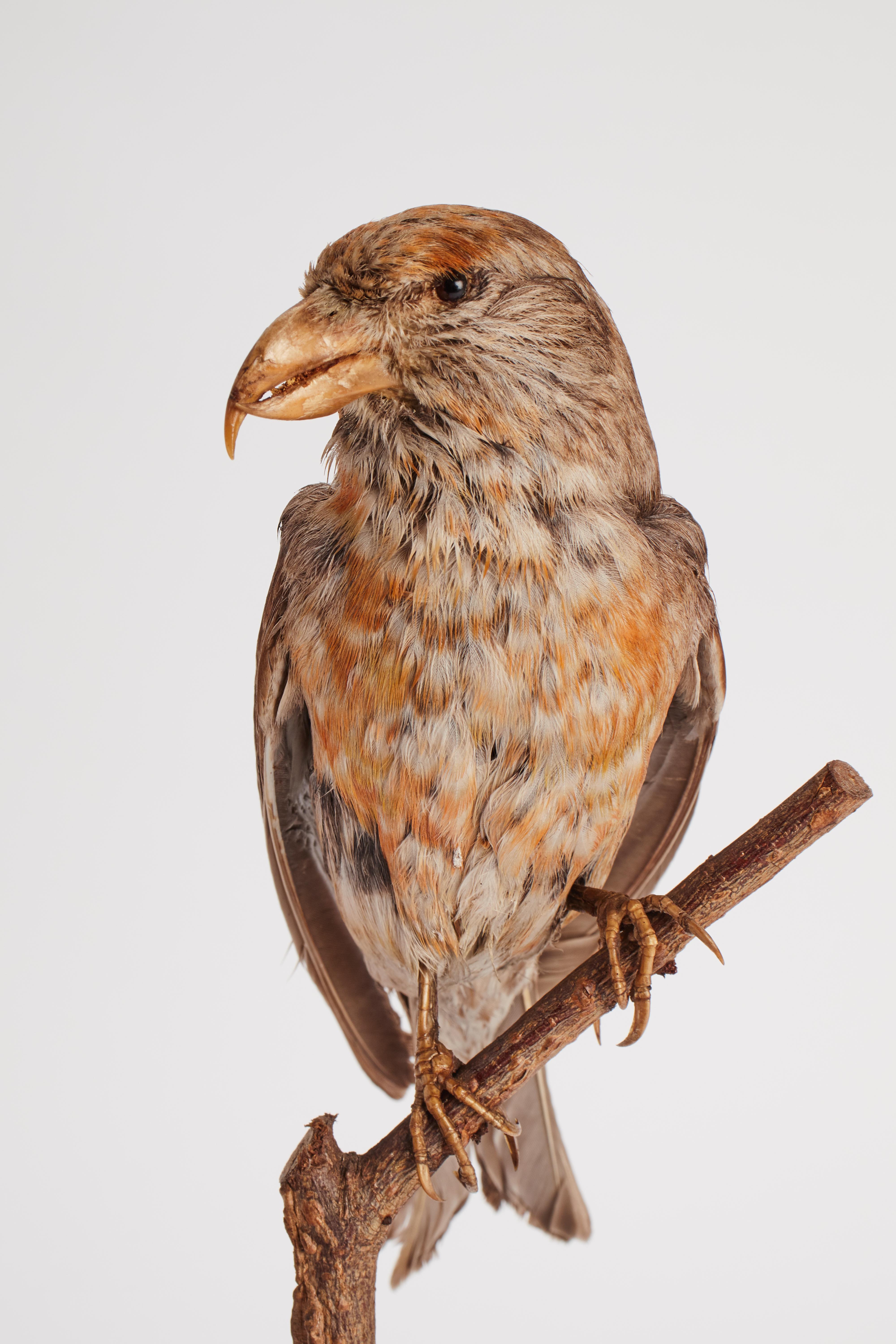 Wood Stuffed House Sparrow Bird for Natural History Cabinet, Italy, 1880 For Sale