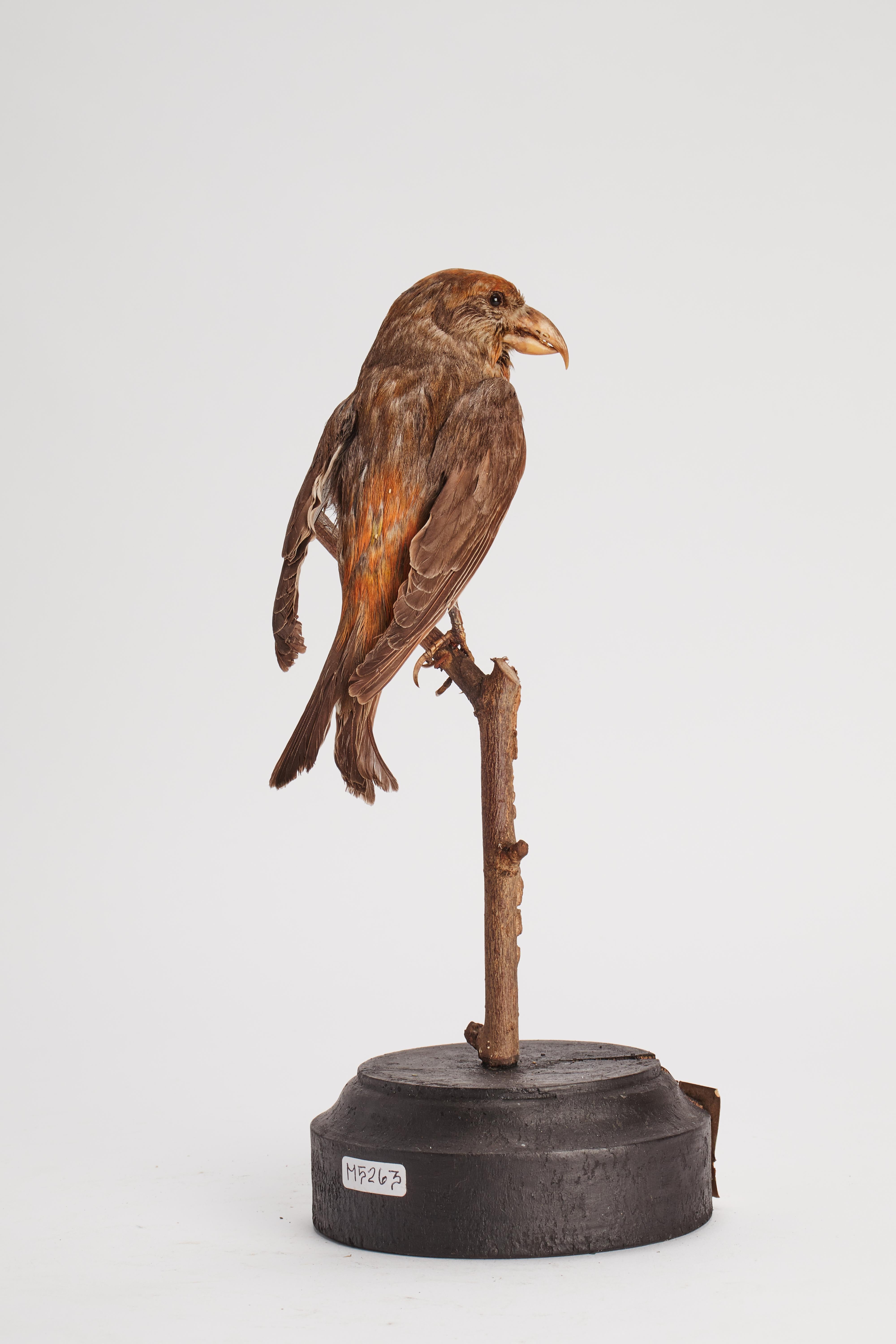 Bois Oiseau de moisson de Stuffed House pour meuble d'histoire naturelle, Italie 1880.  en vente