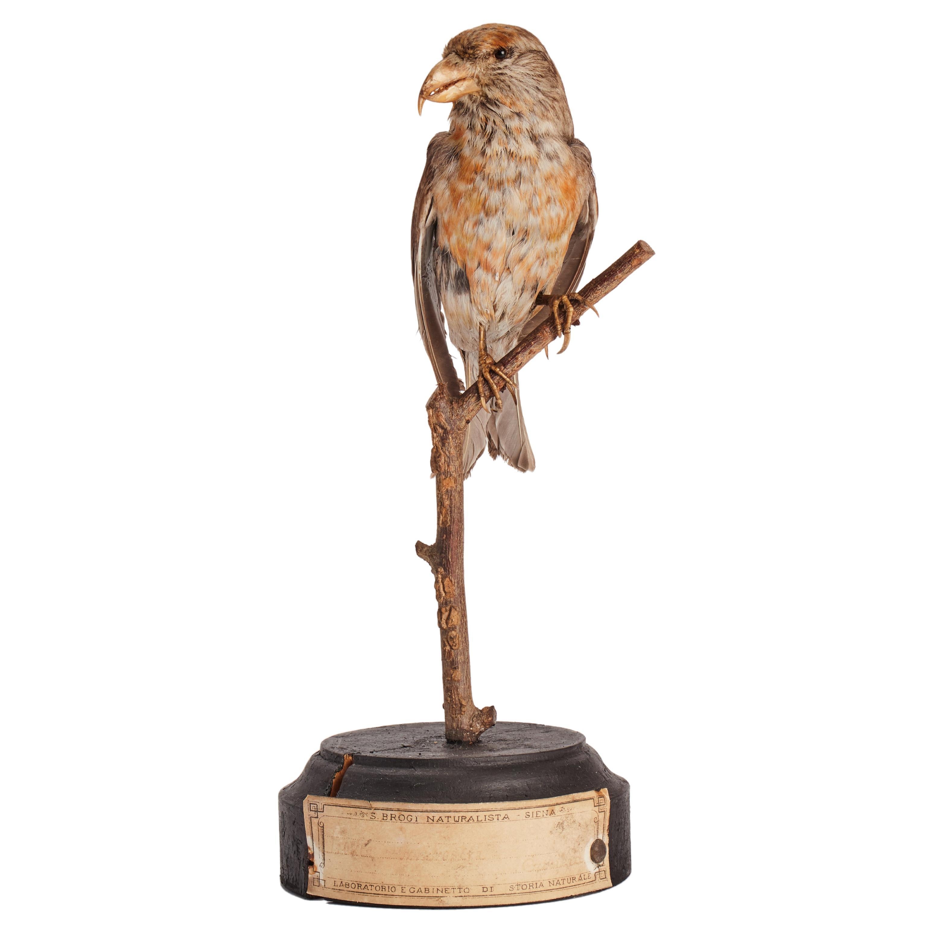 Stuffed House Sparrow bird for natural history cabinet, Italy 1880.  For Sale