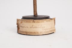 Stuffed Marsh Bird for Natural History Cabinet, Italy 1880