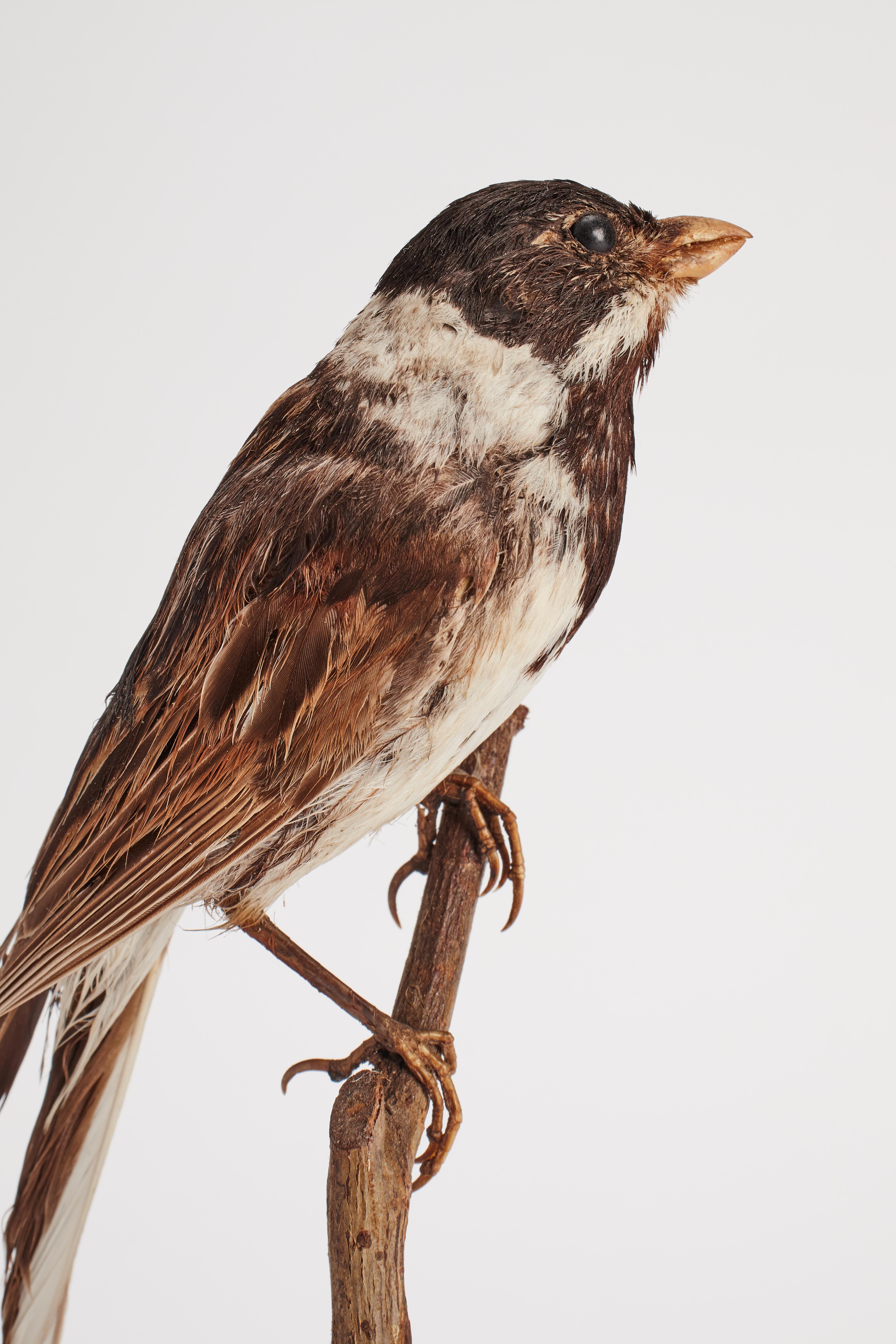 Schrank mit gerafftem Marsh-Vogel für Naturgeschichte, Italien 1880 (Italienisch) im Angebot