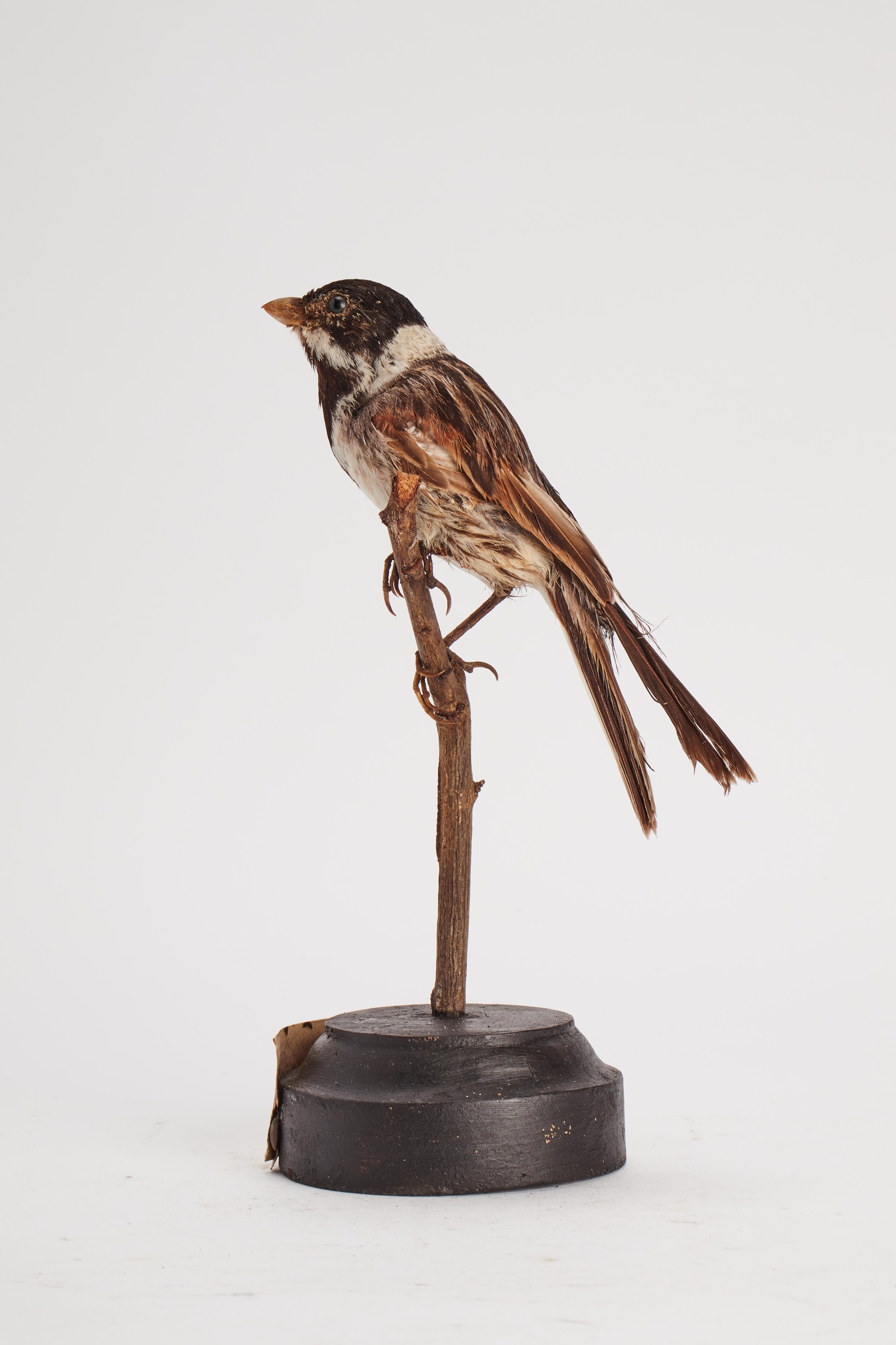 Stuffed Marsh Bird for Natural History Cabinet, Italy 1880 In Good Condition For Sale In Milan, IT