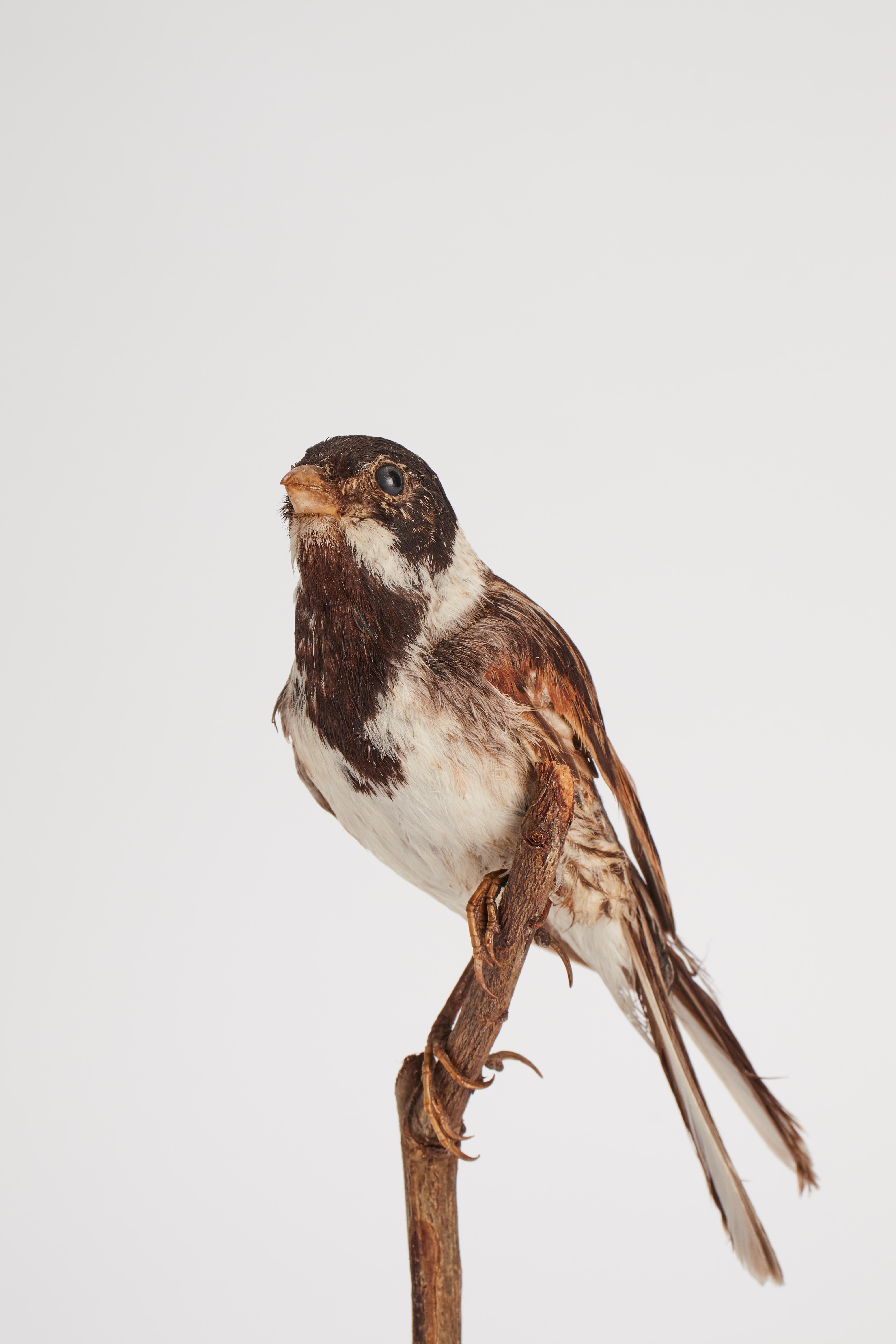 19th Century Stuffed Marsh Bird for Natural History Cabinet, Italy 1880 For Sale