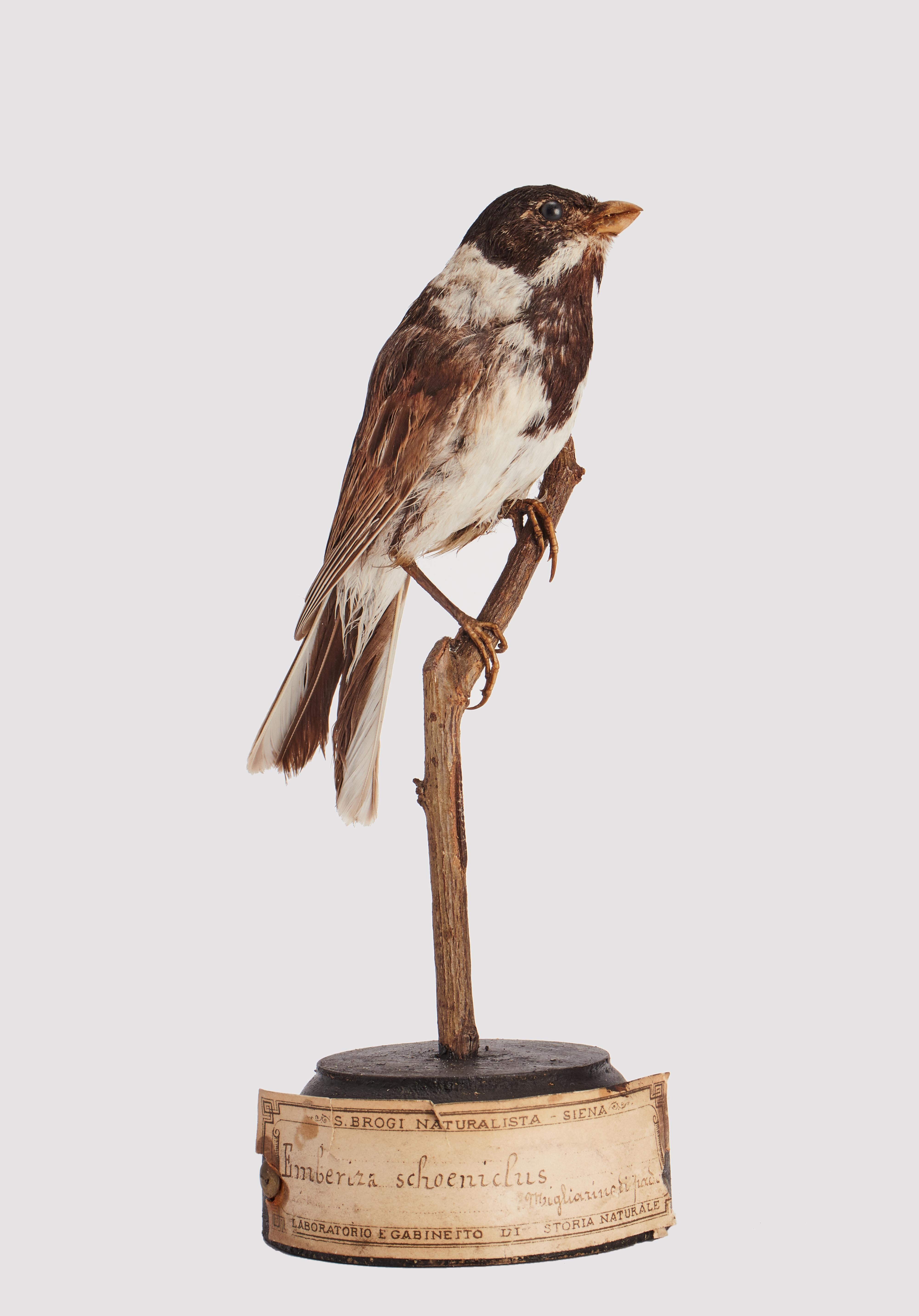 Schrank mit gerafftem Marsh-Vogel für Naturgeschichte, Italien 1880 (Tierleder) im Angebot