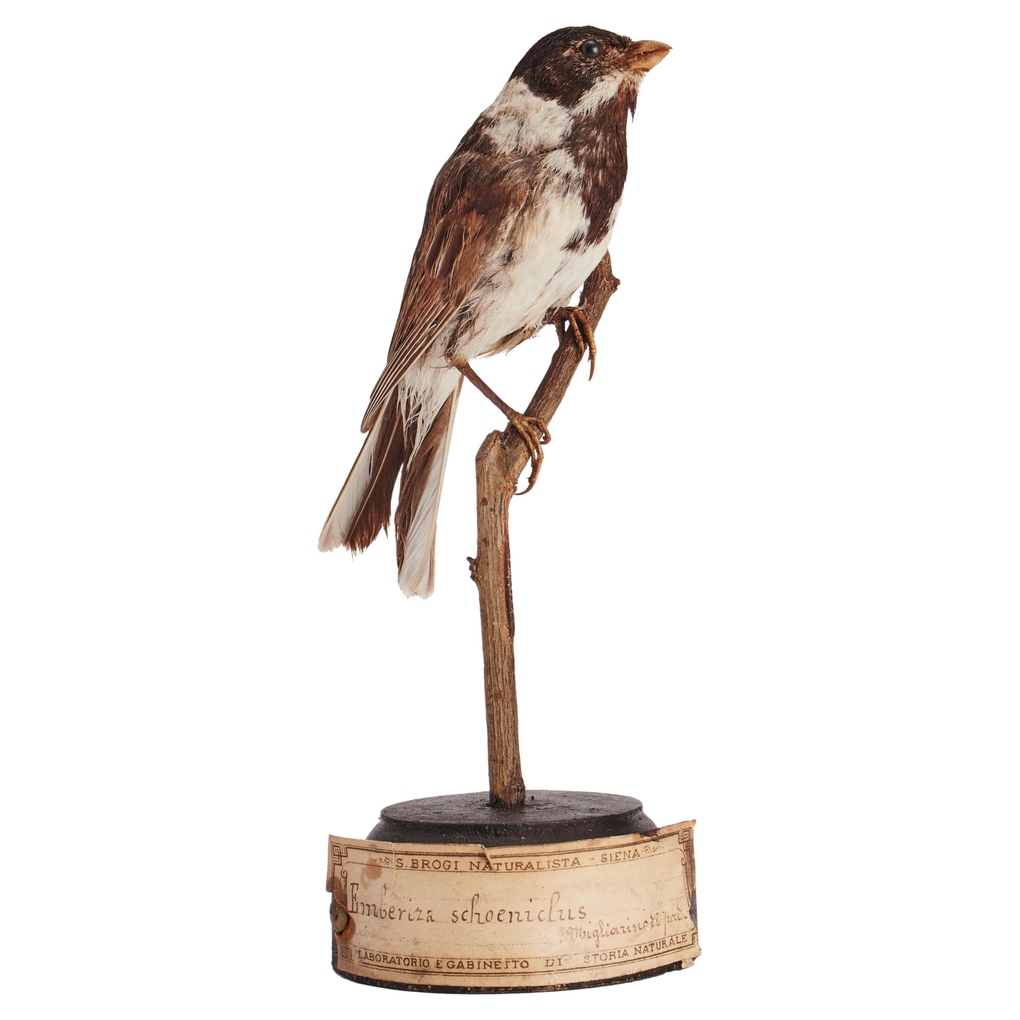Schrank mit gerafftem Marsh-Vogel für Naturgeschichte, Italien 1880 im Angebot