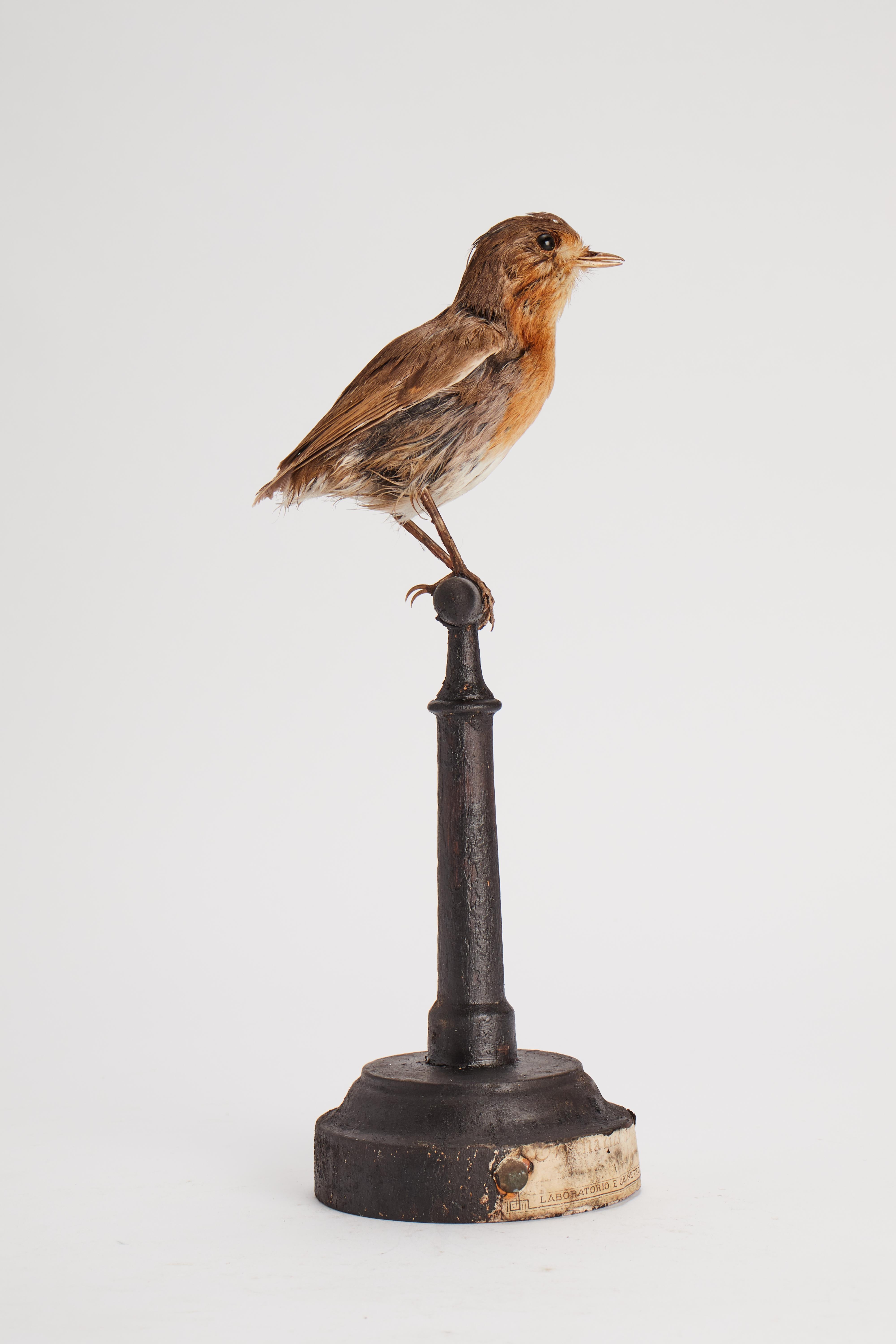 Italian Stuffed Robin Bird for Natural History Cabinet, Italy, 1880 For Sale
