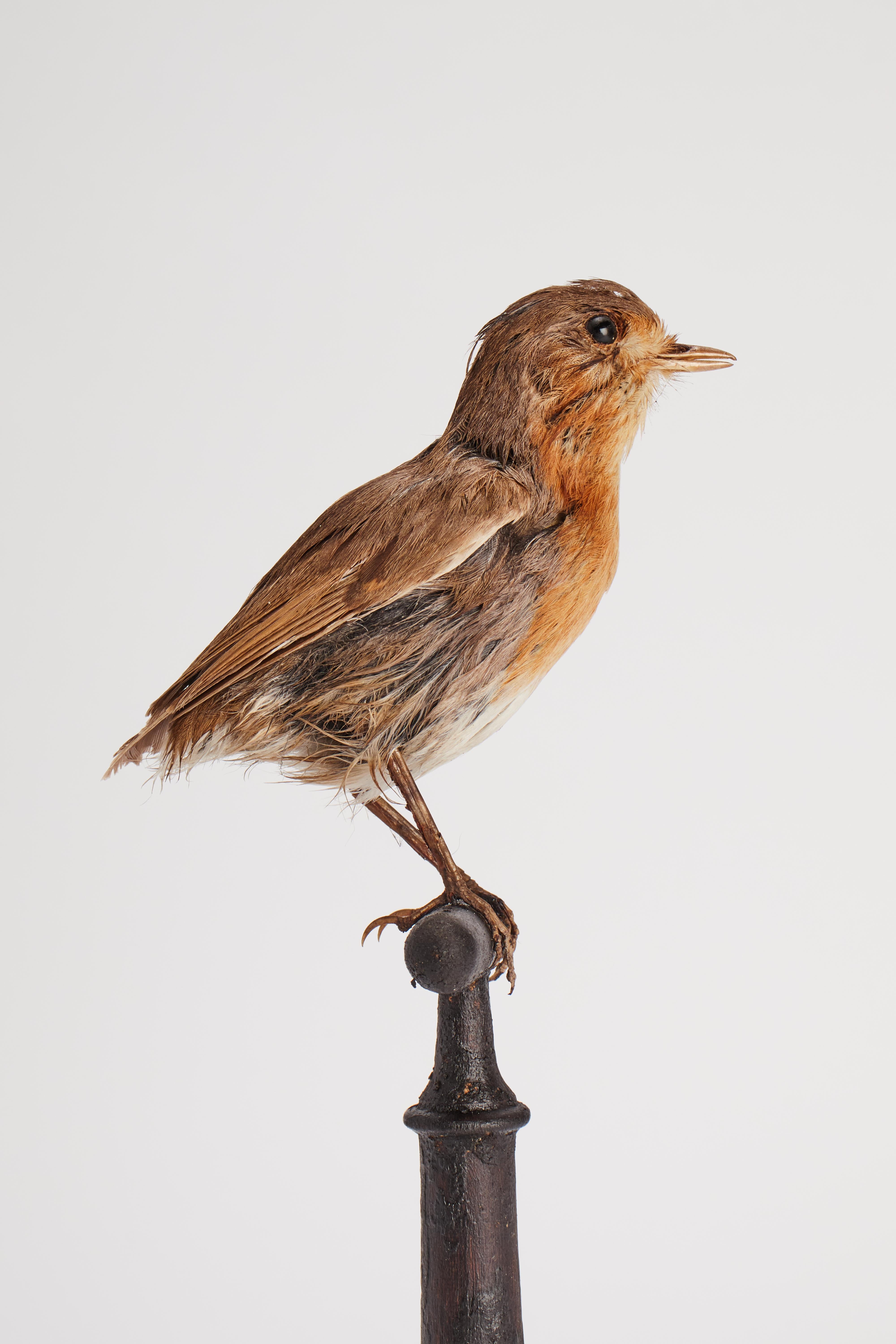 Stuffed Robin Bird for Natural History Cabinet, Italy, 1880 In Good Condition For Sale In Milan, IT