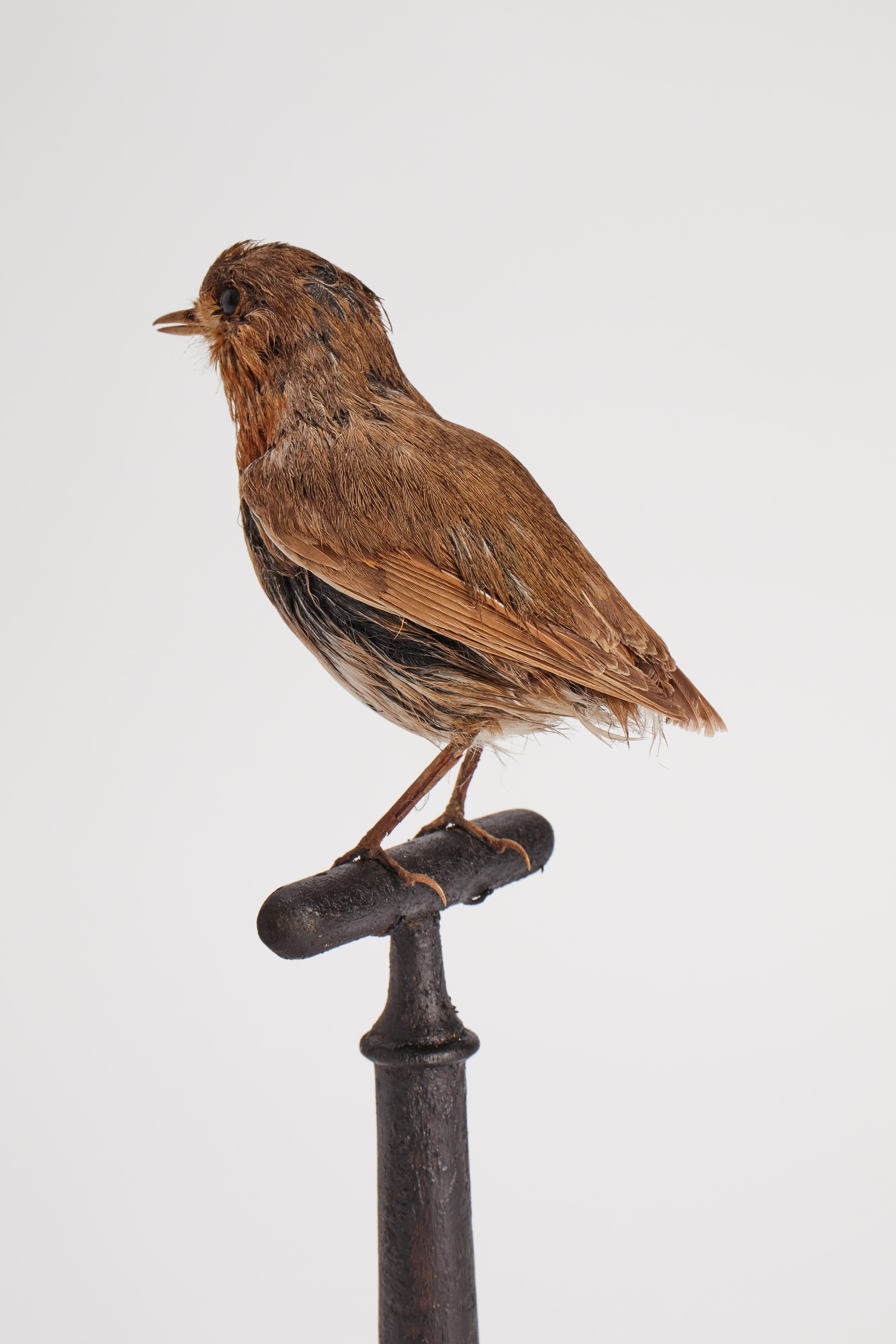 19th Century Stuffed Robin Bird for Natural History Cabinet, Italy, 1880 For Sale